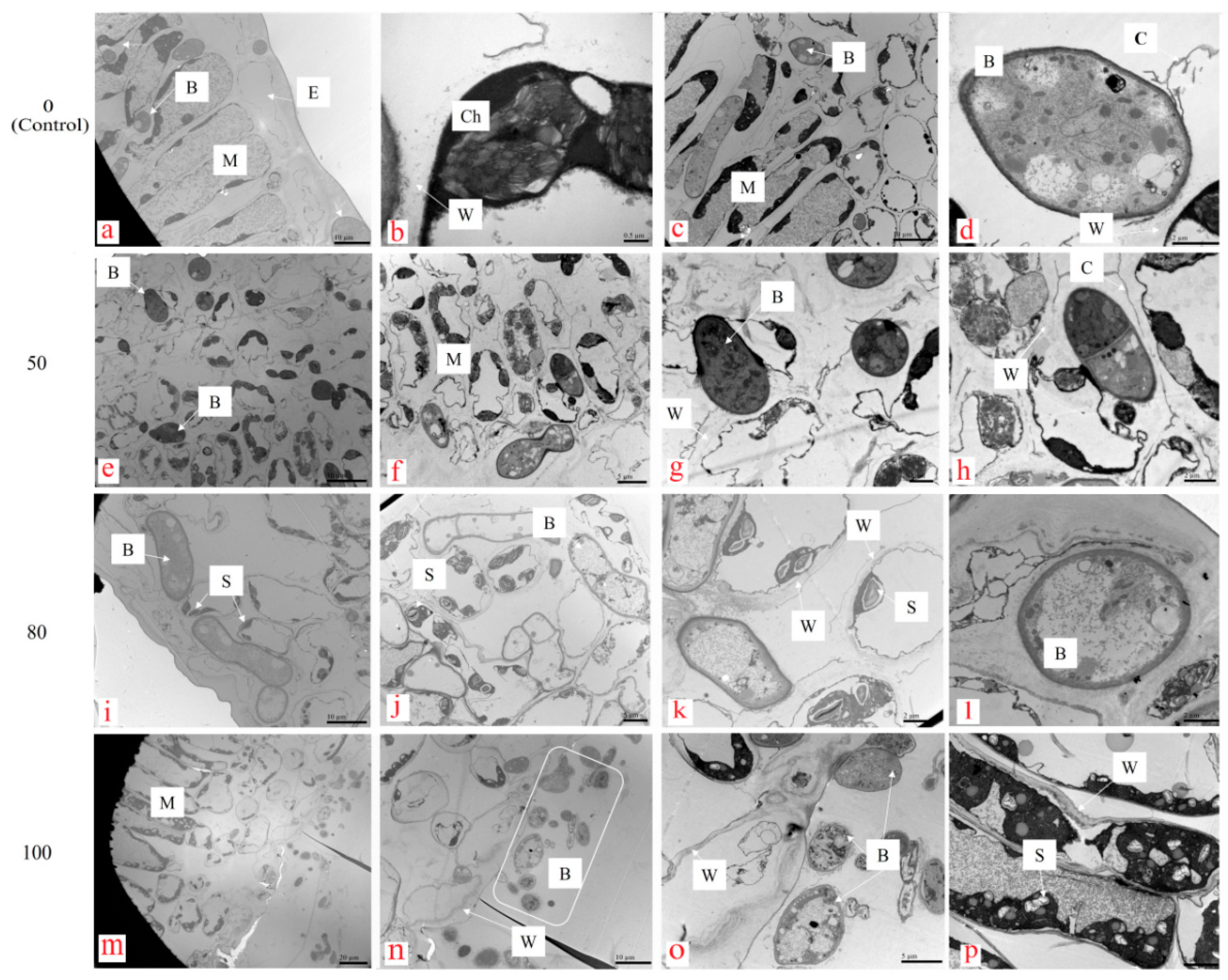 Microorganisms 12 01383 g003