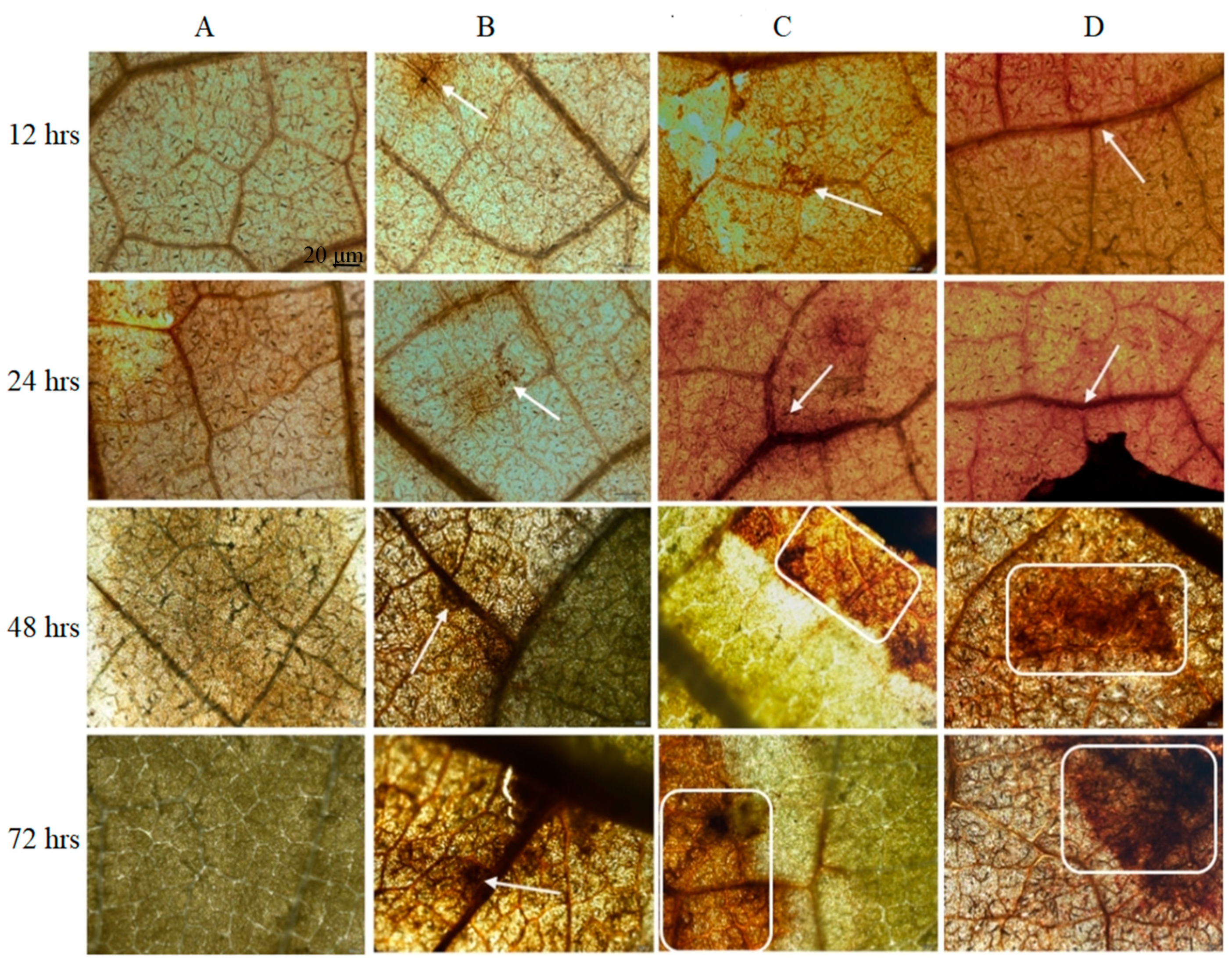 Microorganisms 12 01383 g004