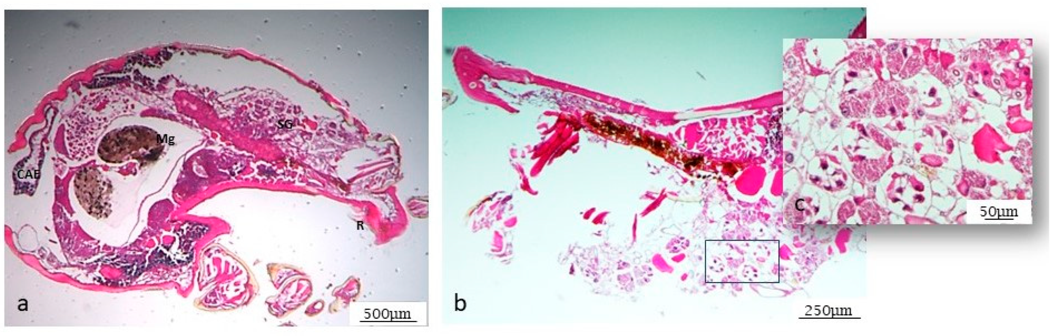 Microorganisms 12 01390 g001