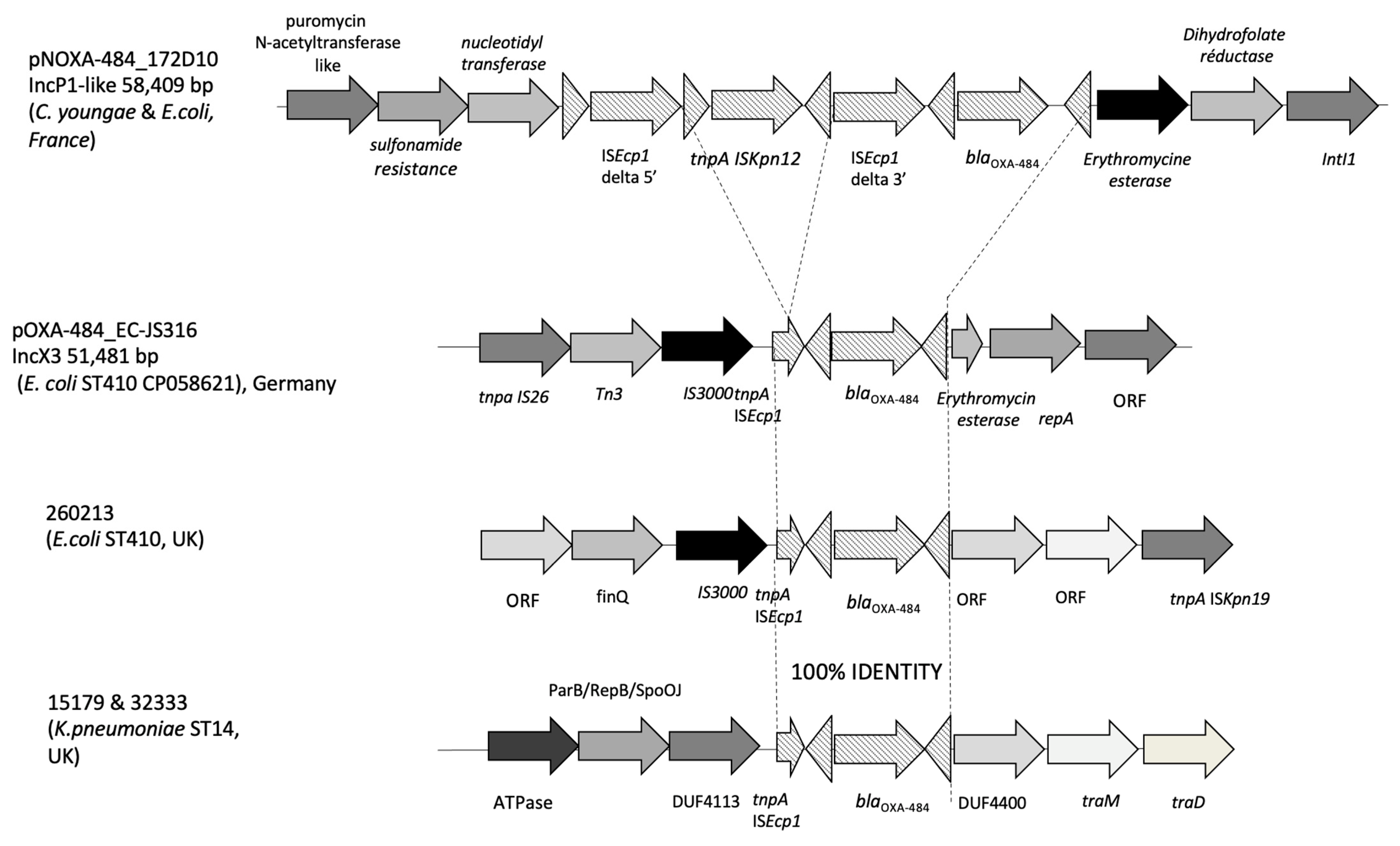Microorganisms 12 01391 g003