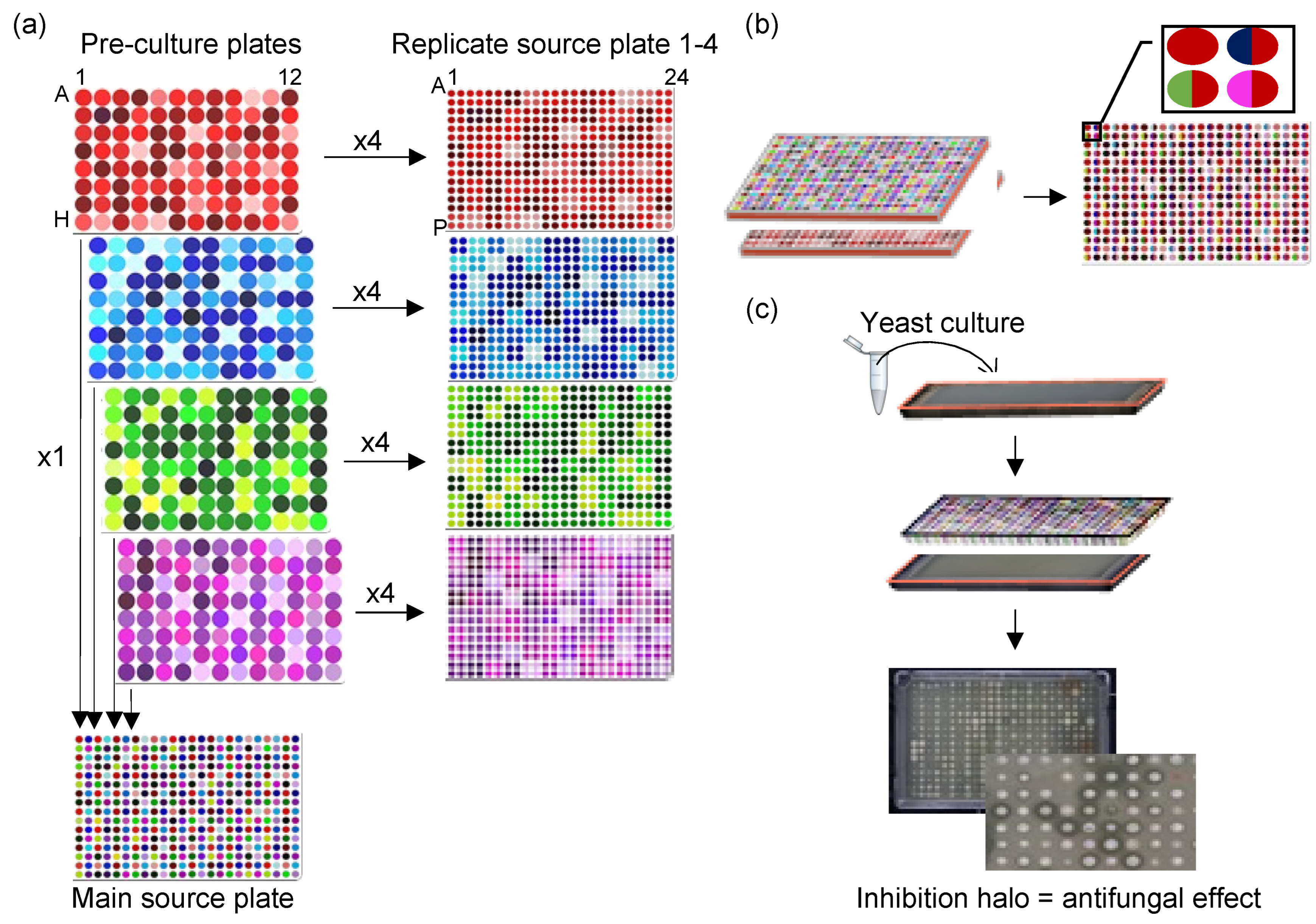 Microorganisms 12 01396 g001