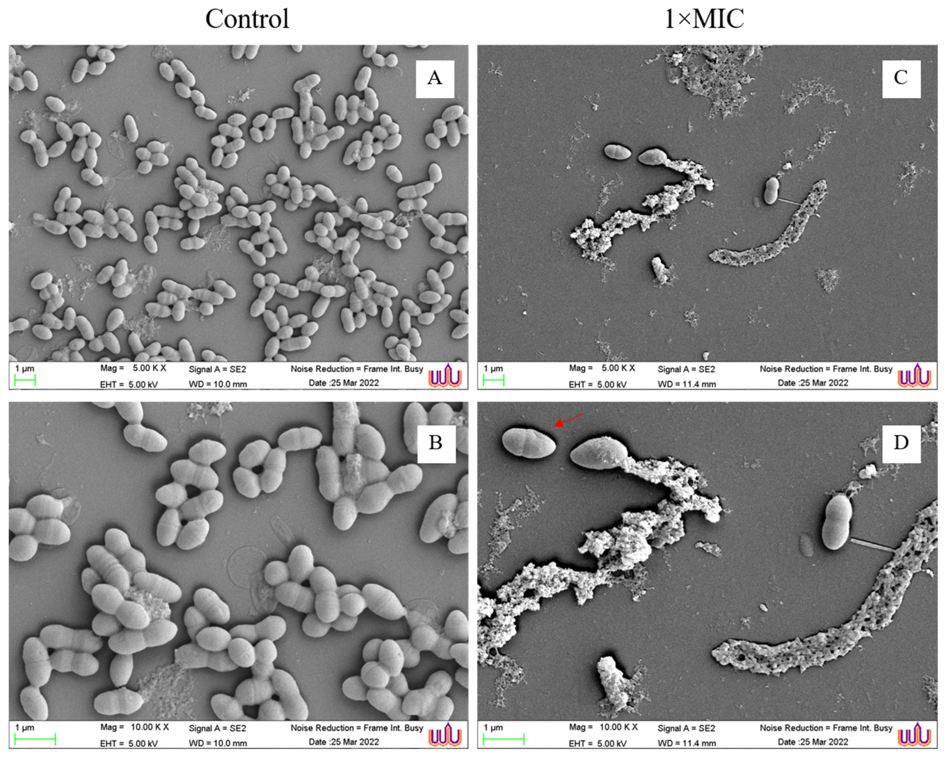 Microorganisms 12 01399 g002