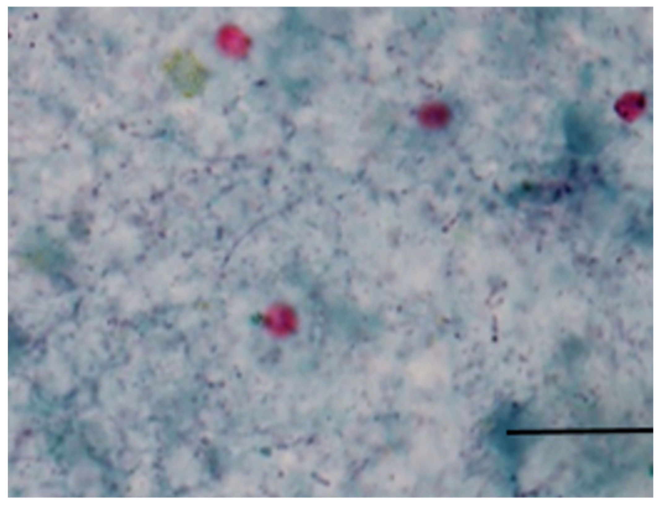Microorganisms 12 01416 g001