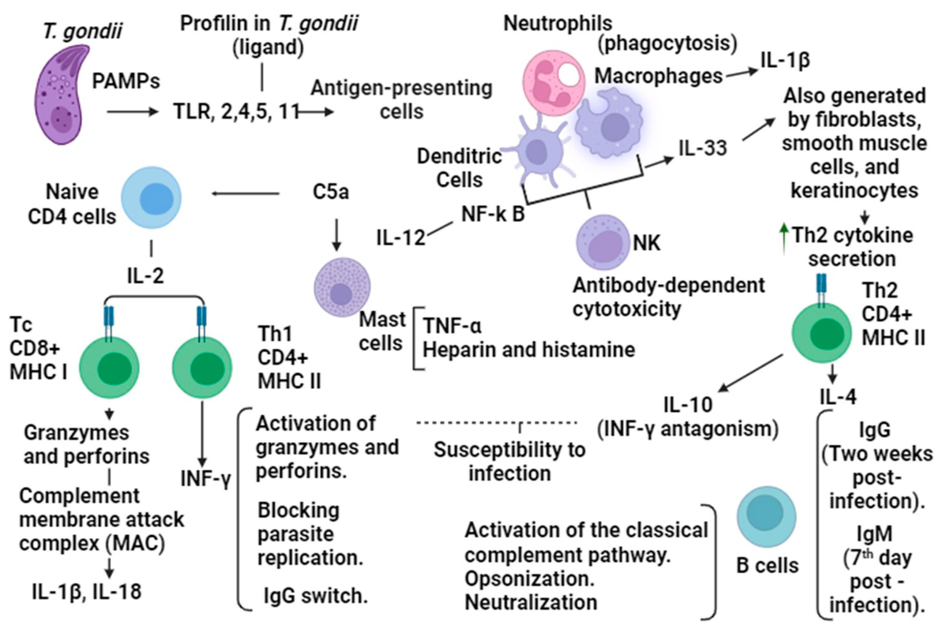 Microorganisms 12 01420 g001