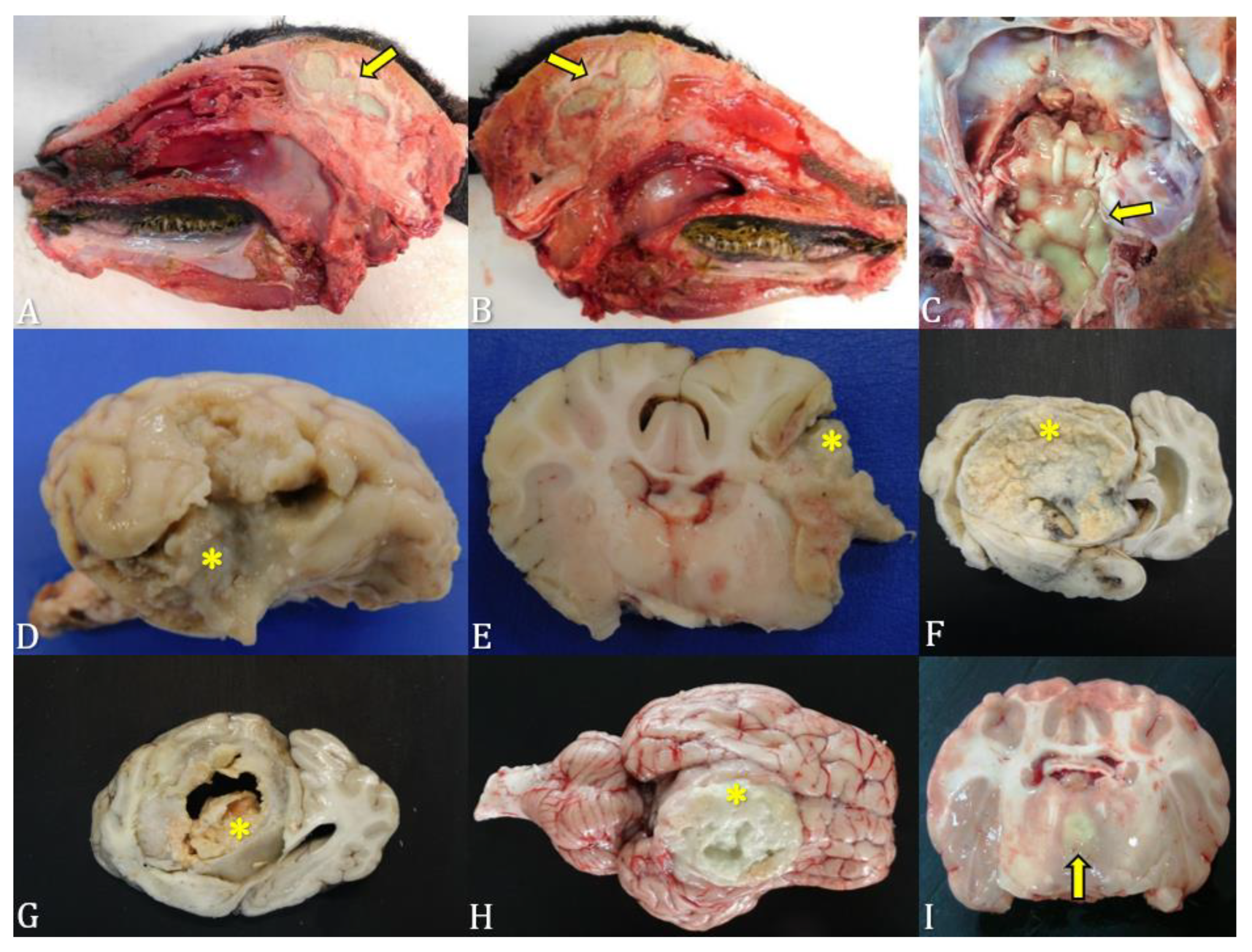 Microorganisms 12 01424 g003 Microorganisms 12 01424 g003