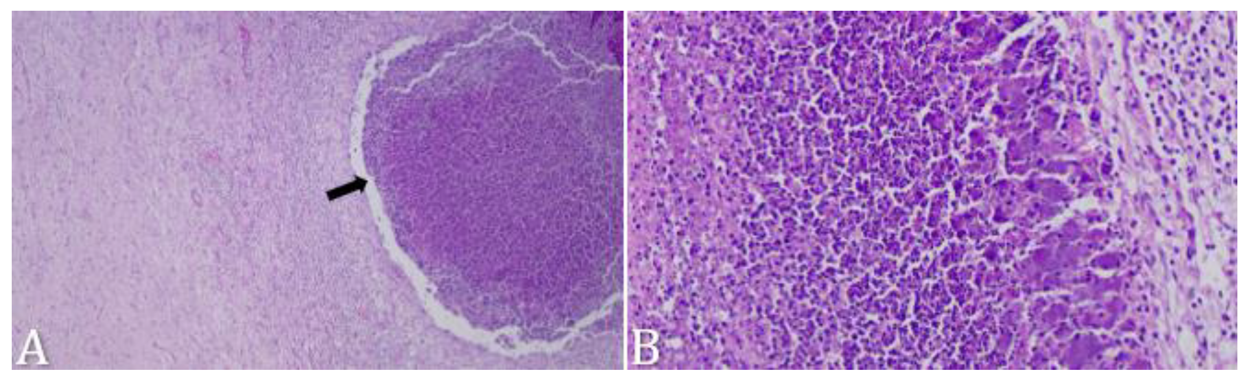 Microorganisms 12 01424 g004 Microorganisms 12 01424 g004