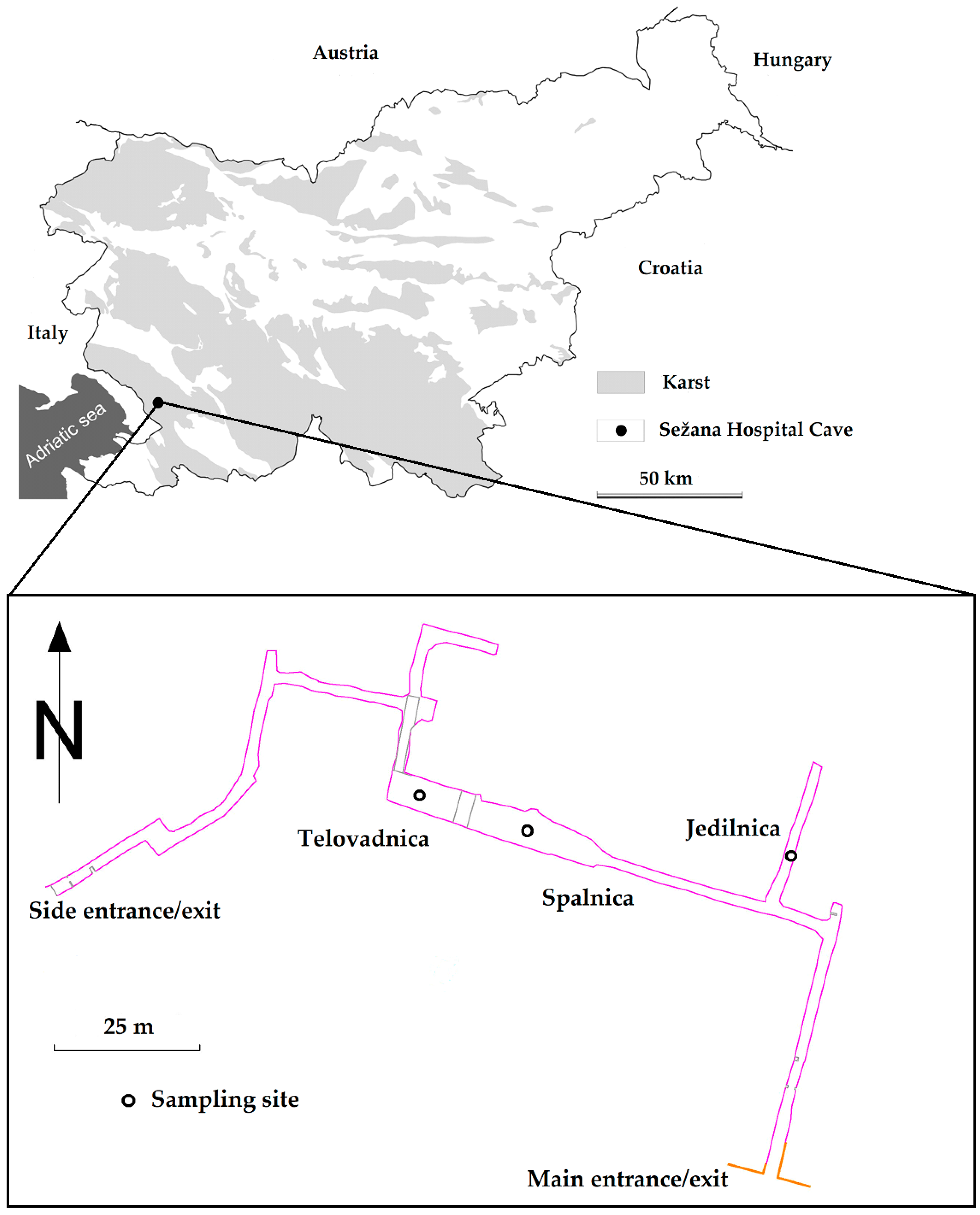 Microorganisms 12 01427 g001