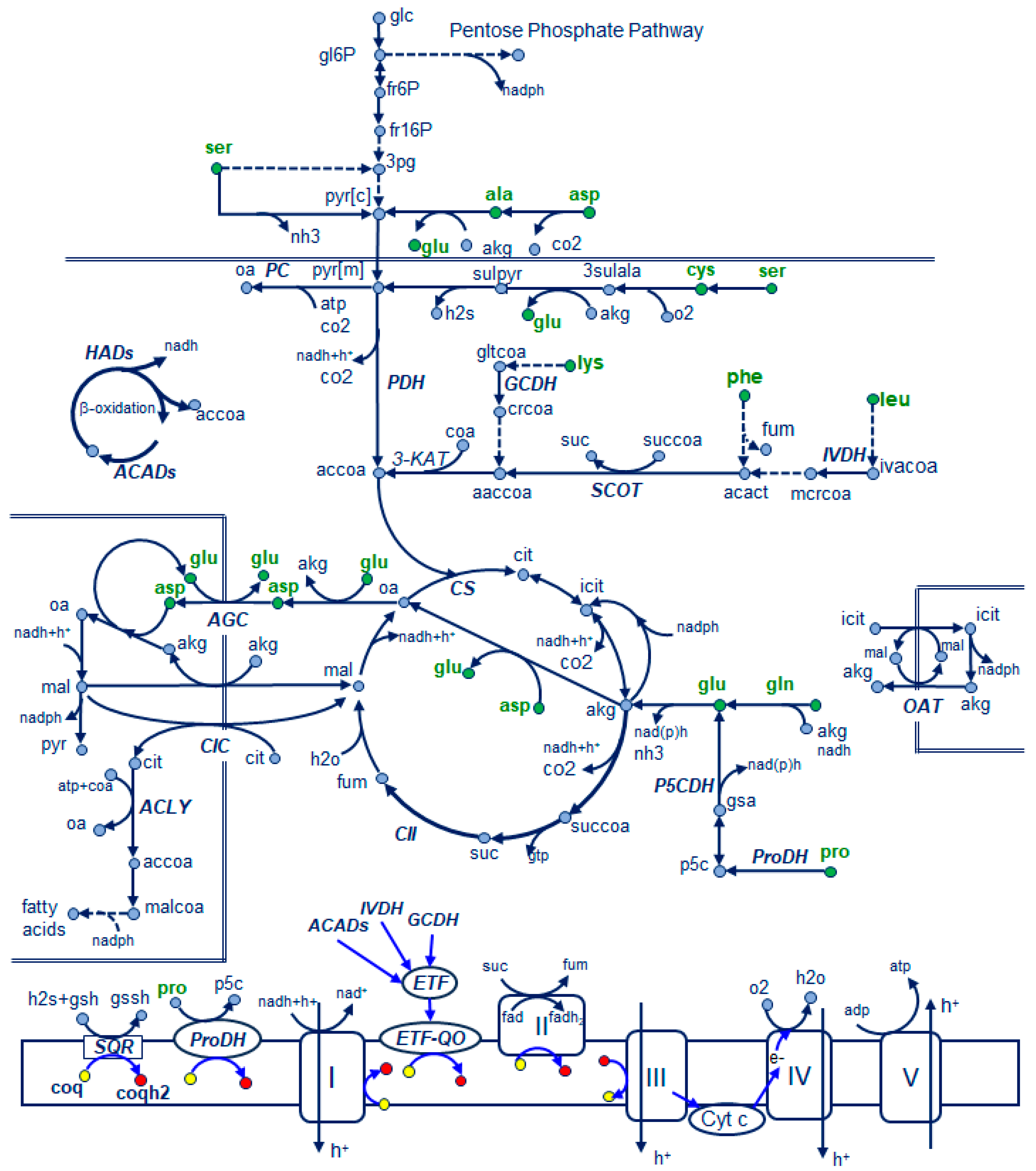 Microorganisms 12 01428 g005