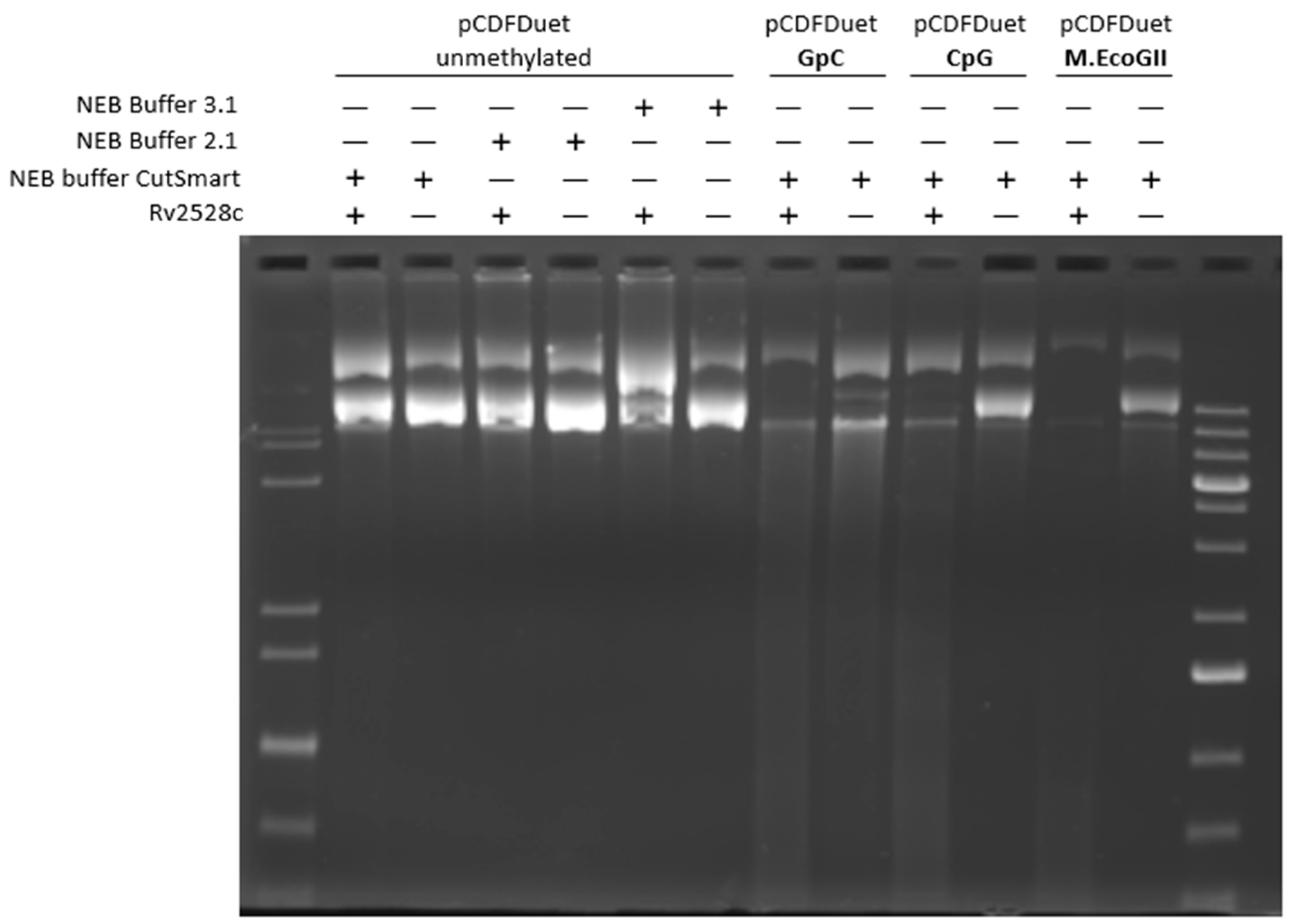 Microorganisms 12 01456 g004