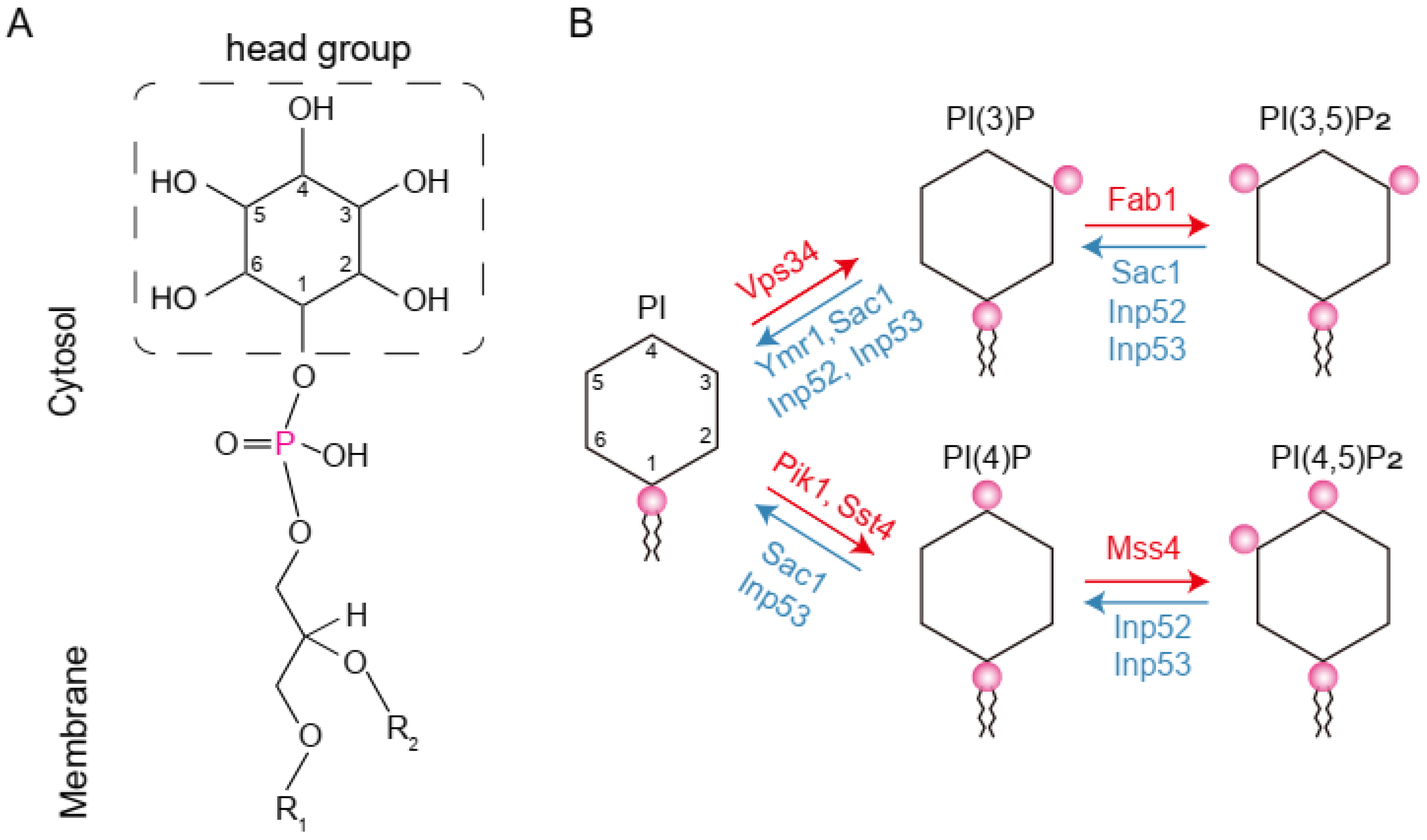 Assessing the Presence of Phosphoinositides on