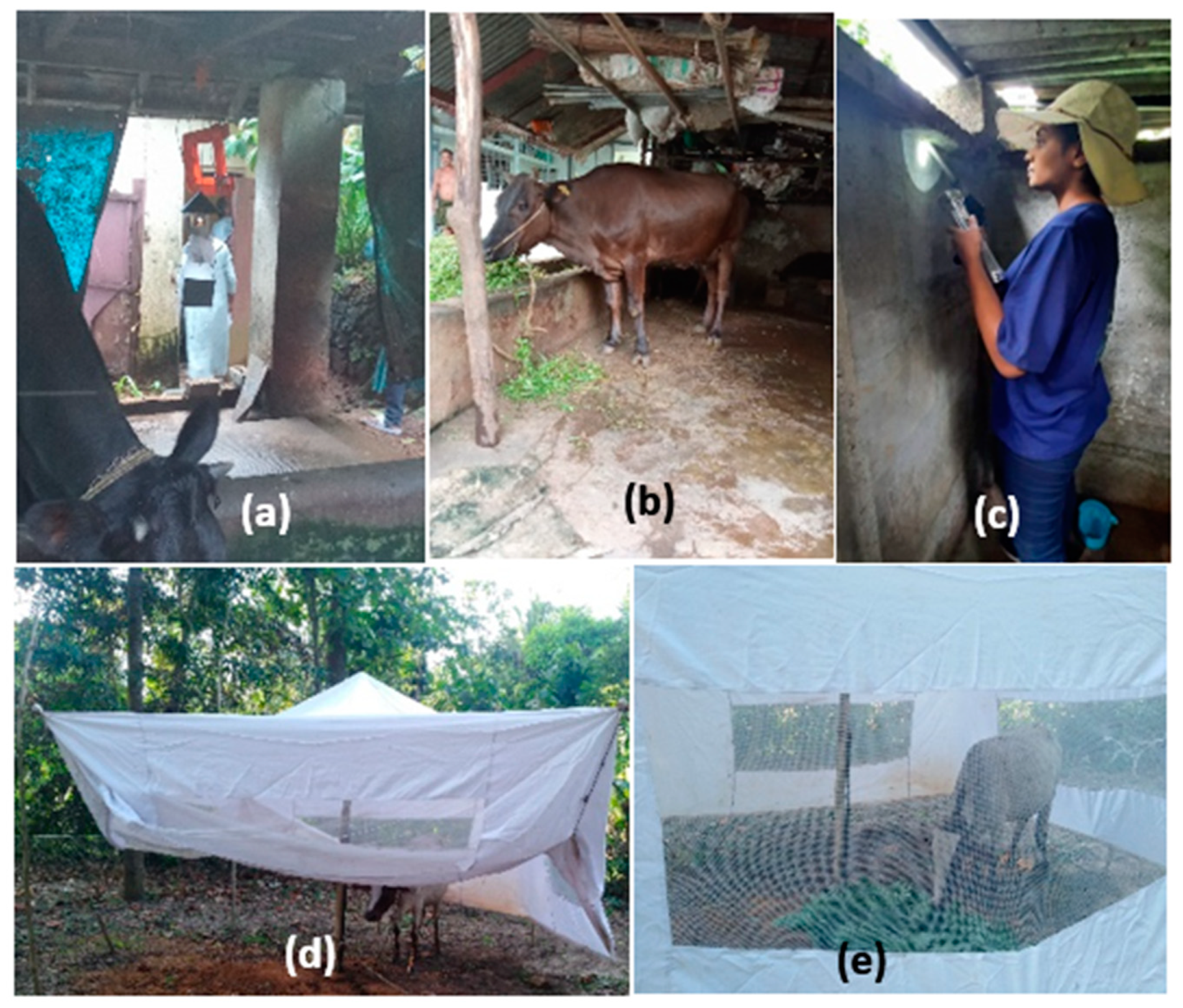 Microorganisms 12 01459 g001