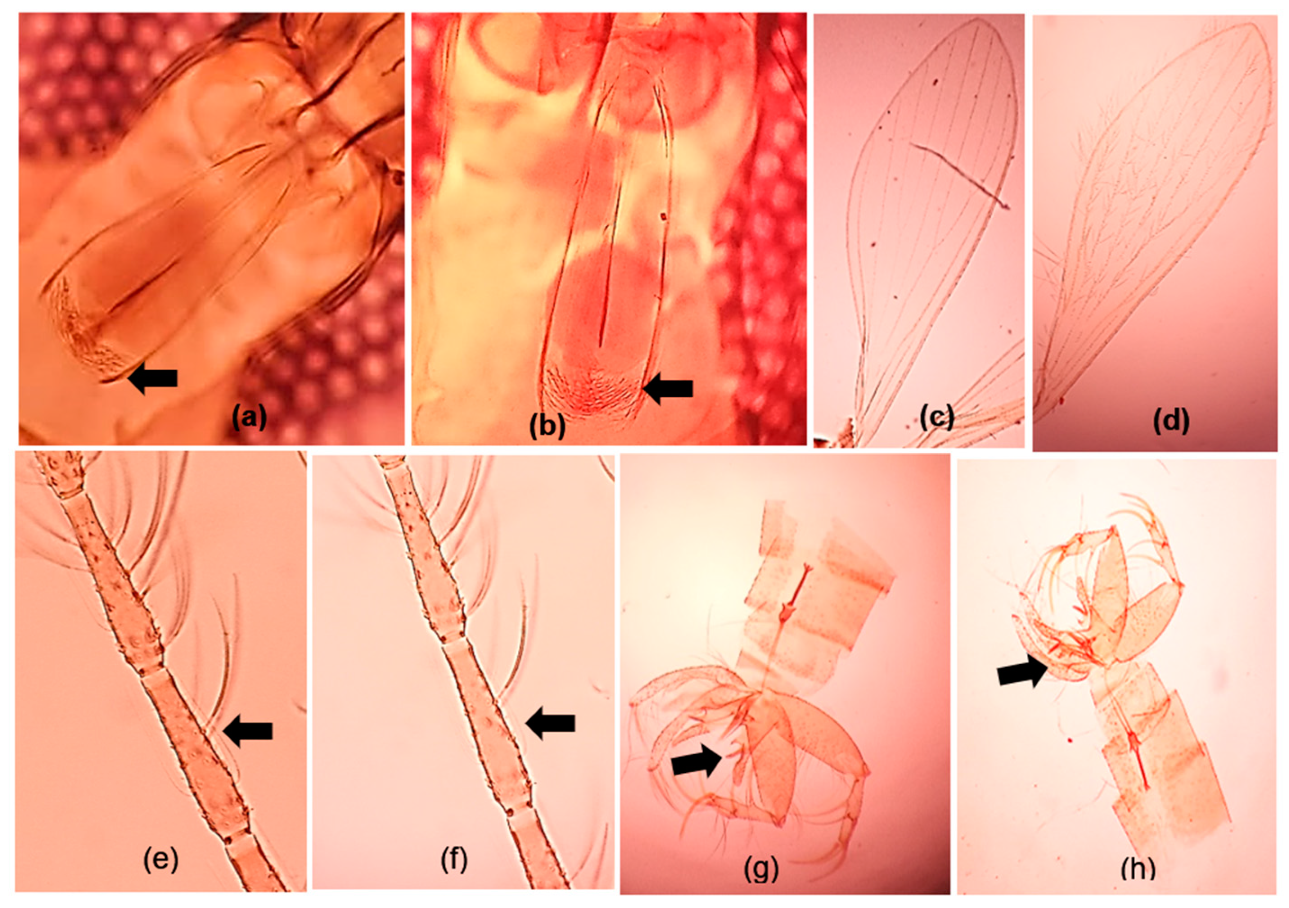 Microorganisms 12 01459 g003