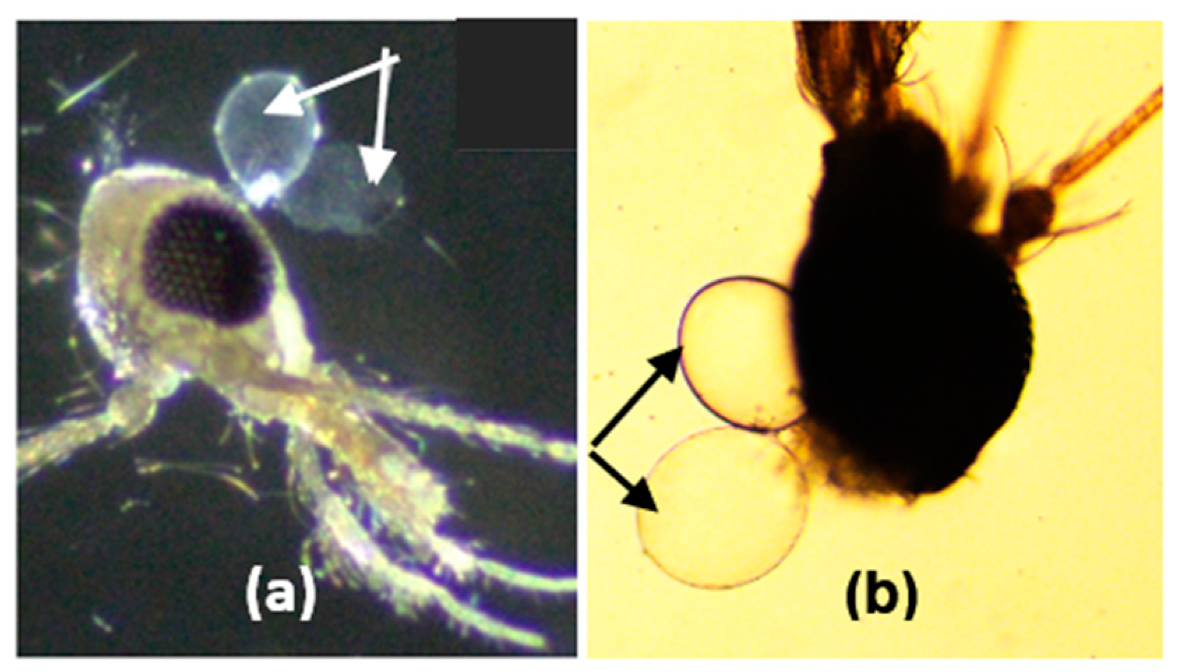 Microorganisms 12 01459 g005