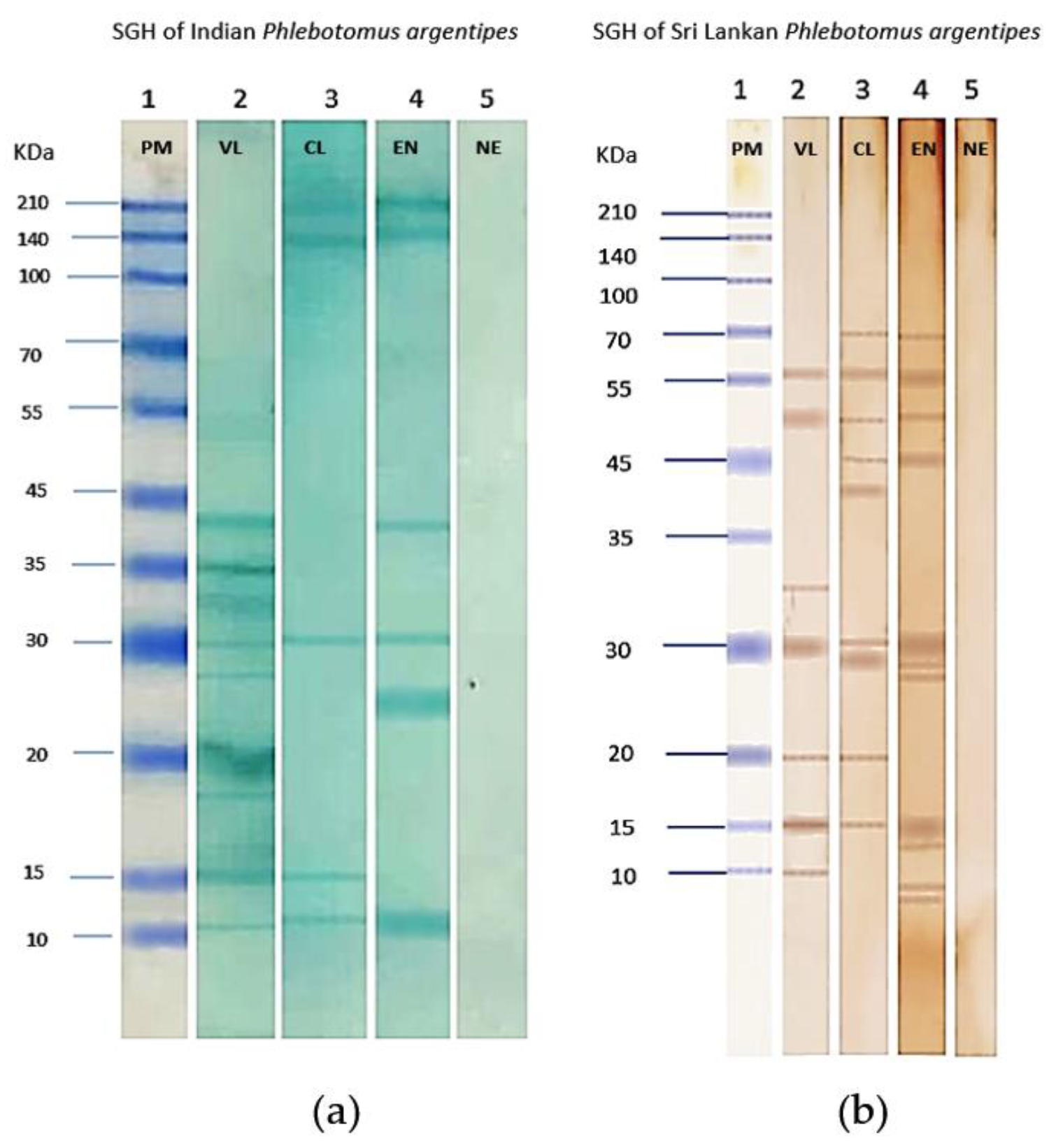 Microorganisms 12 01459 g007