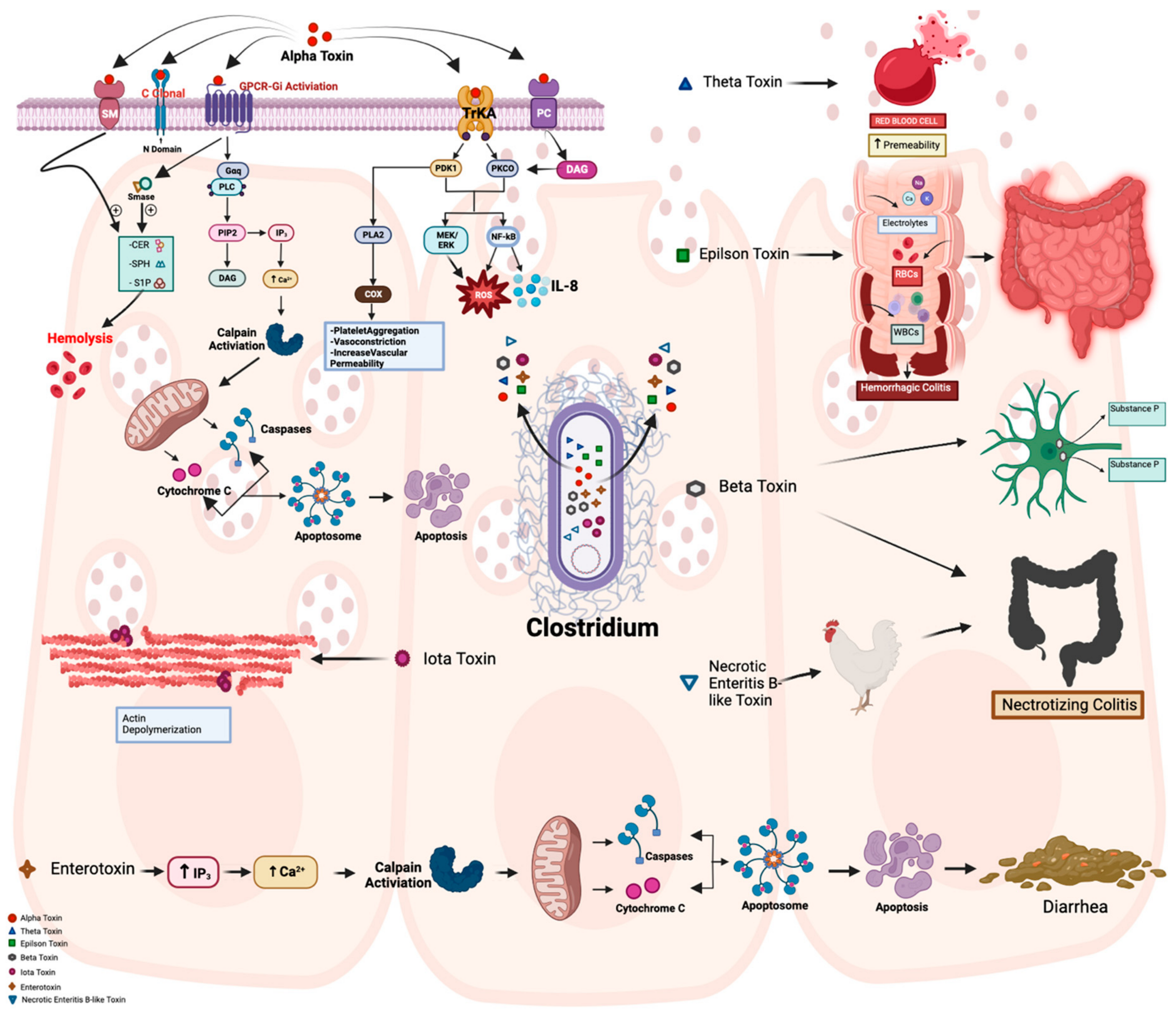 Microorganisms 12 01464 g001