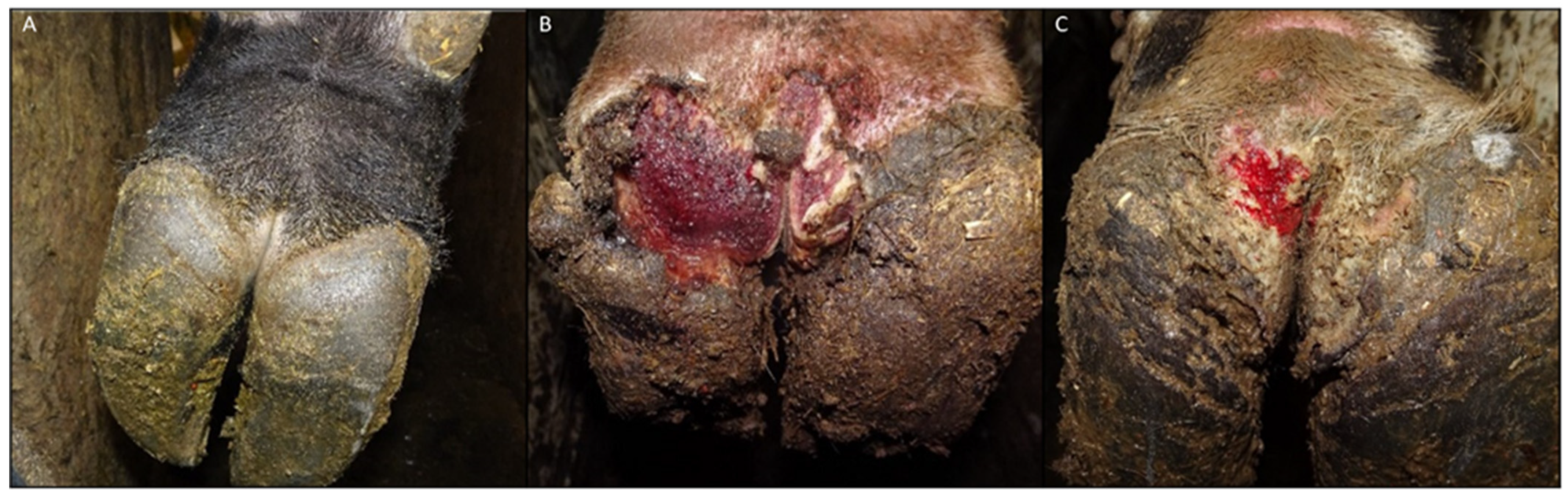 Microorganisms 12 01470 g001