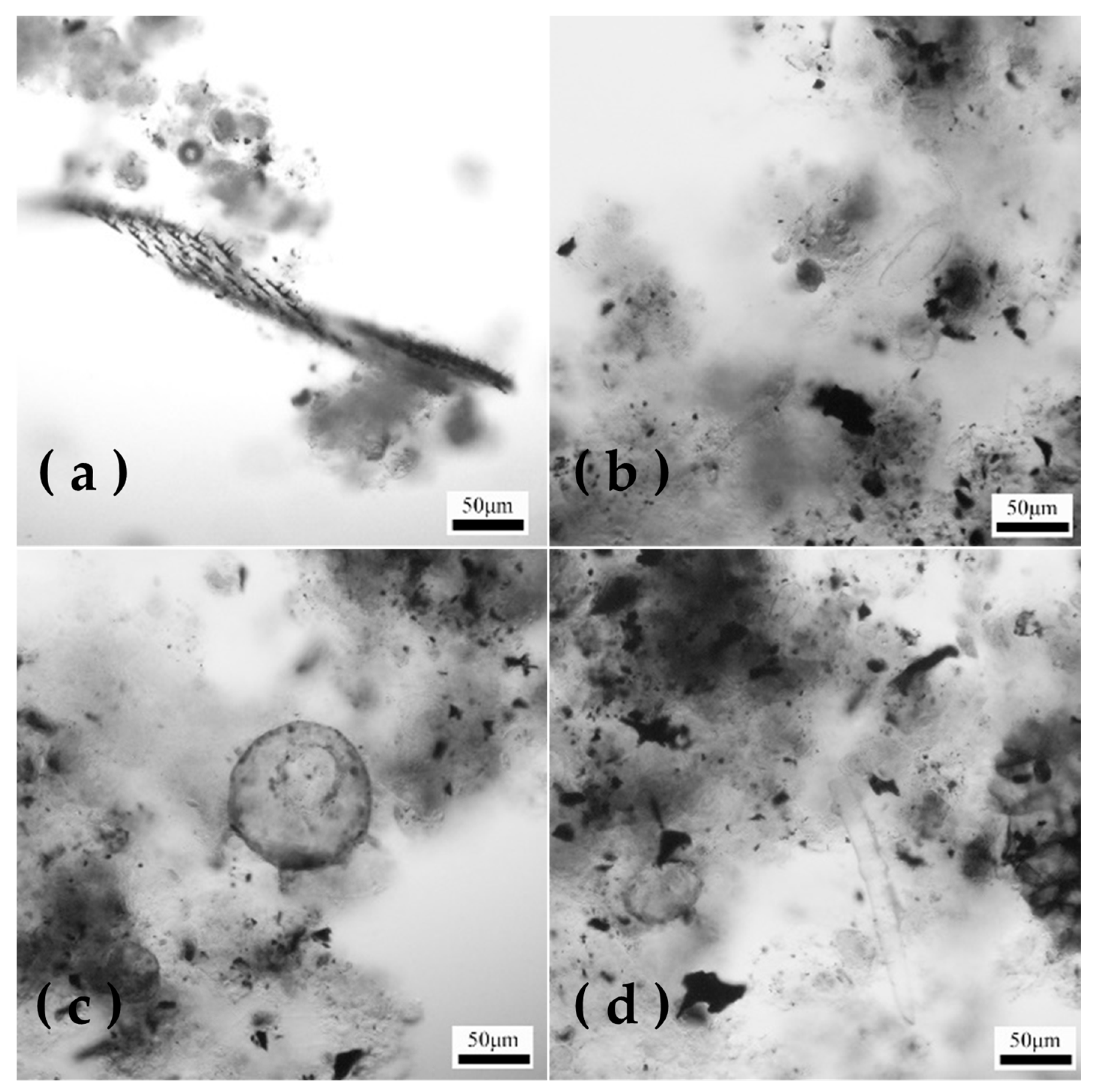 Microorganisms 12 01488 g003