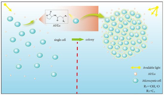 Cyanobacterial Bloom Formation by Enhanced Ecological Cyanobacterial Bloom Formation by Enhanced Ecological