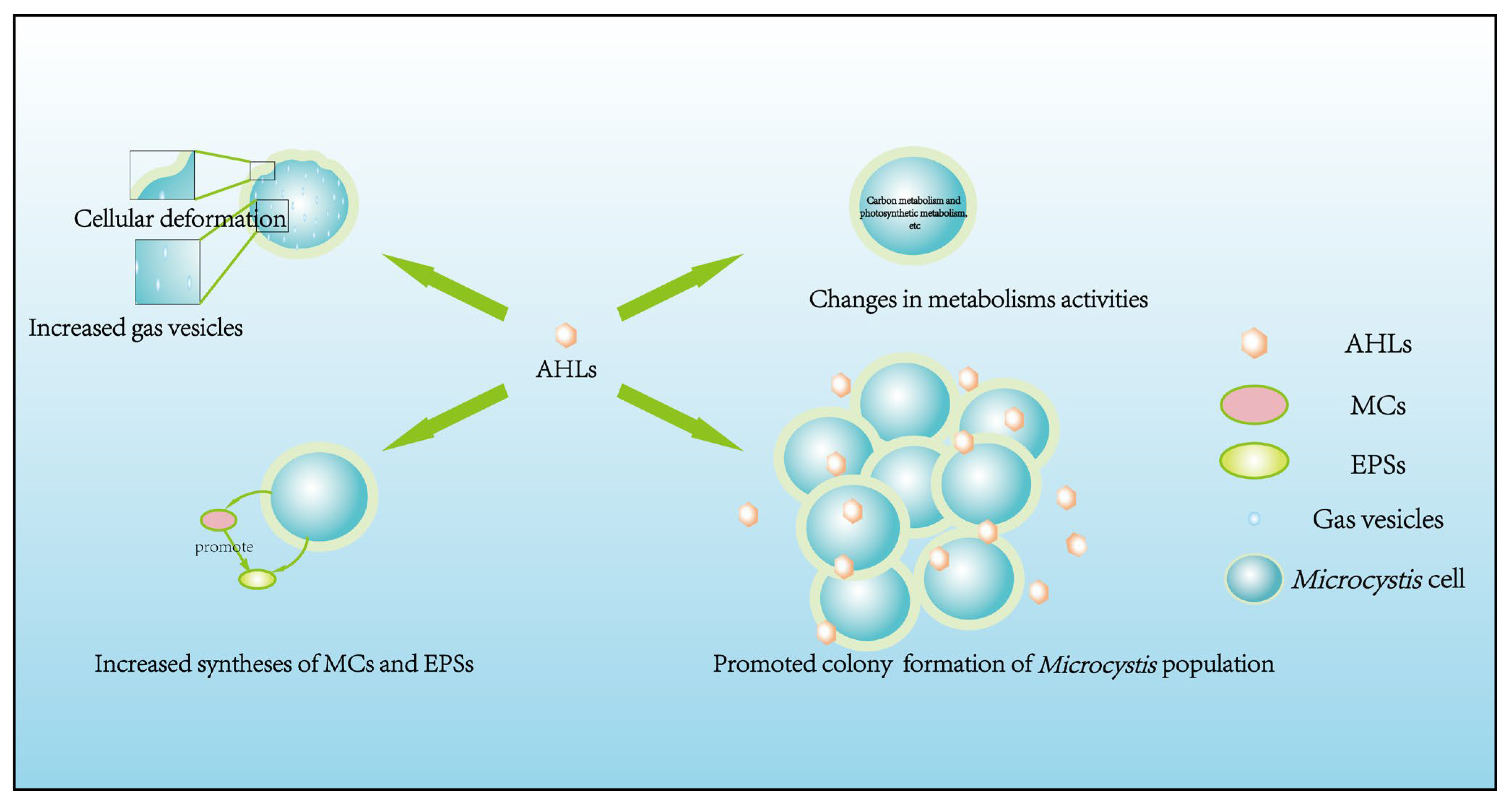 Cyanobacterial Bloom Formation by Enhanced Ecological
