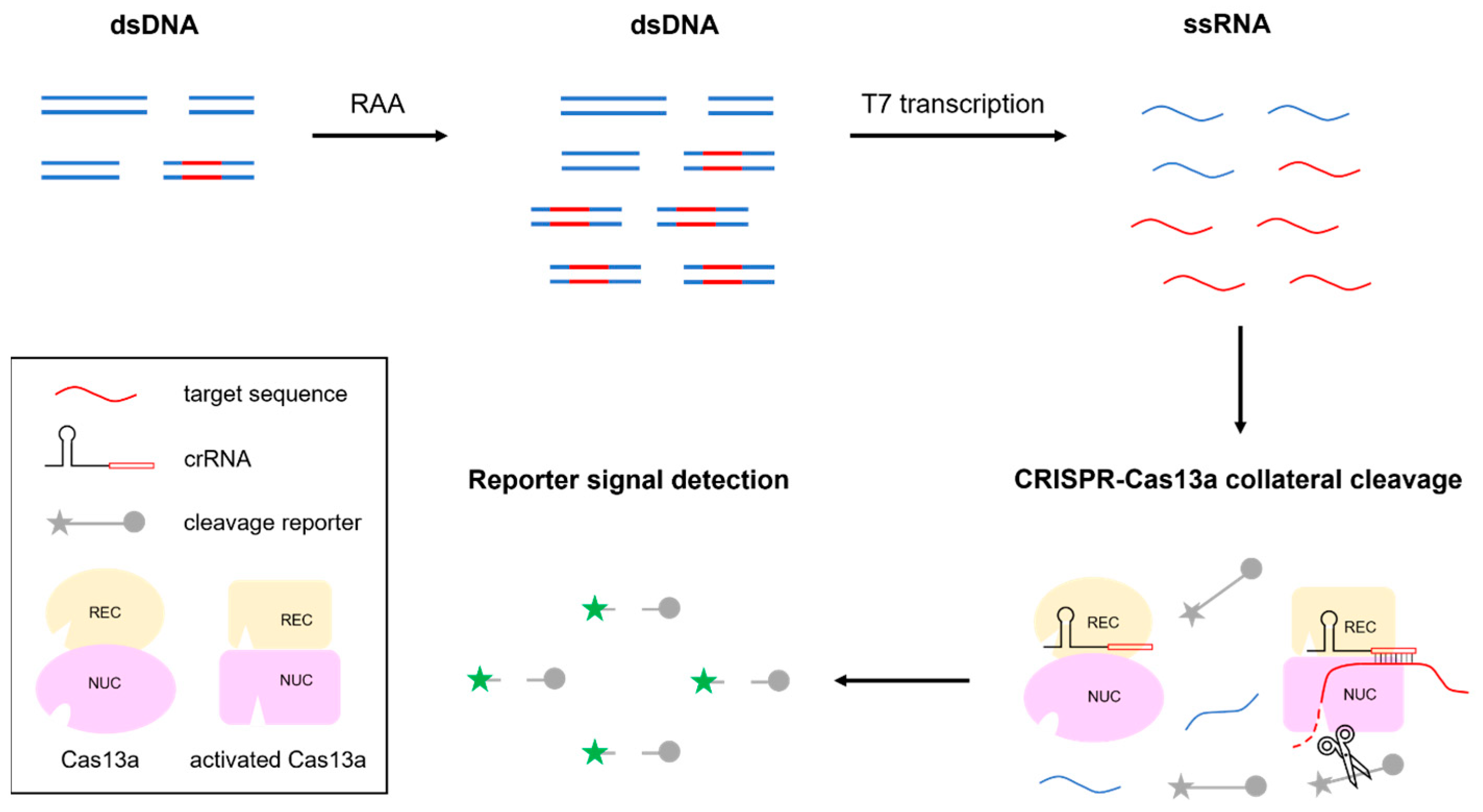 Microorganisms 12 01507 g001