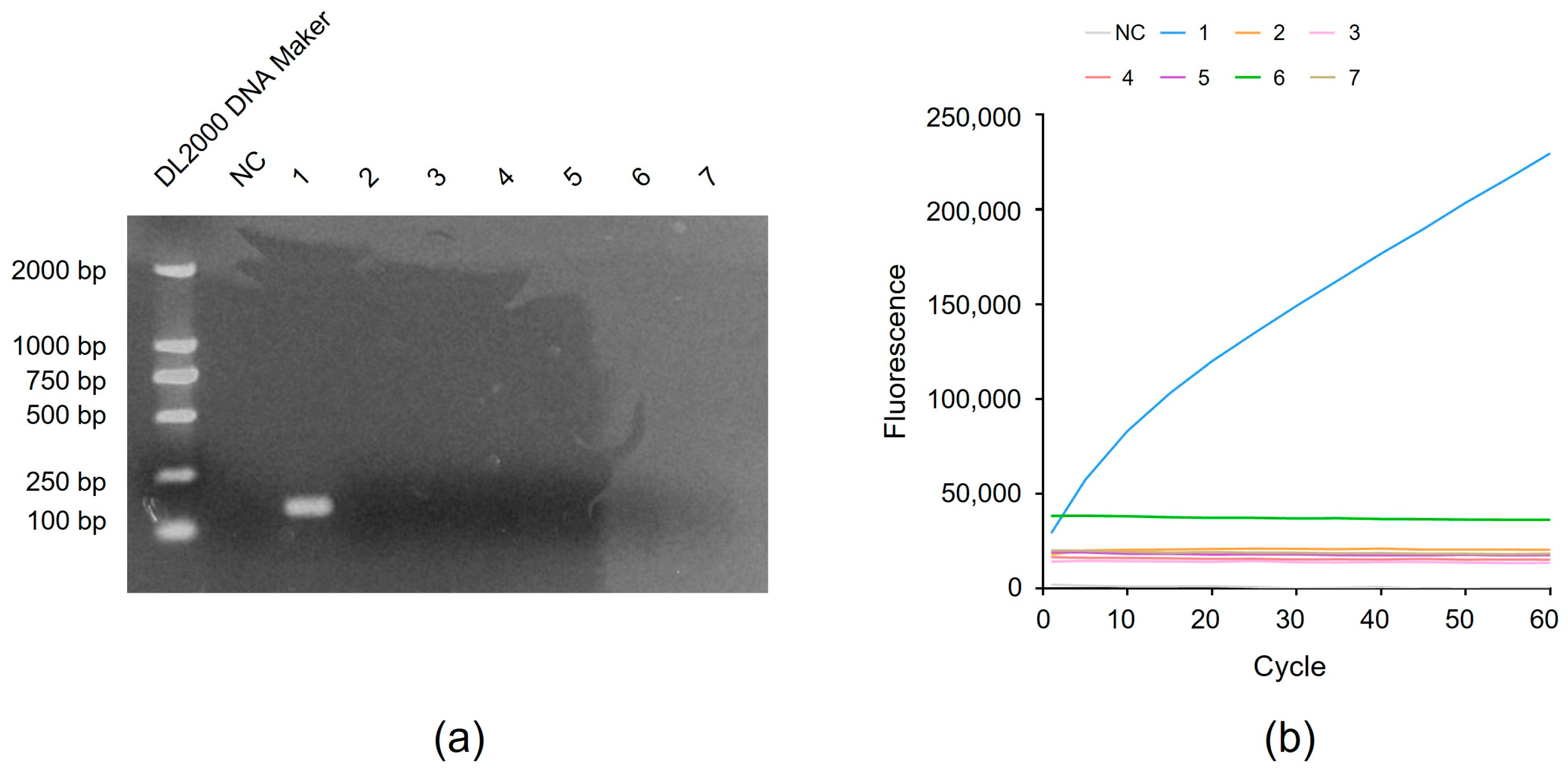 Microorganisms 12 01507 g004