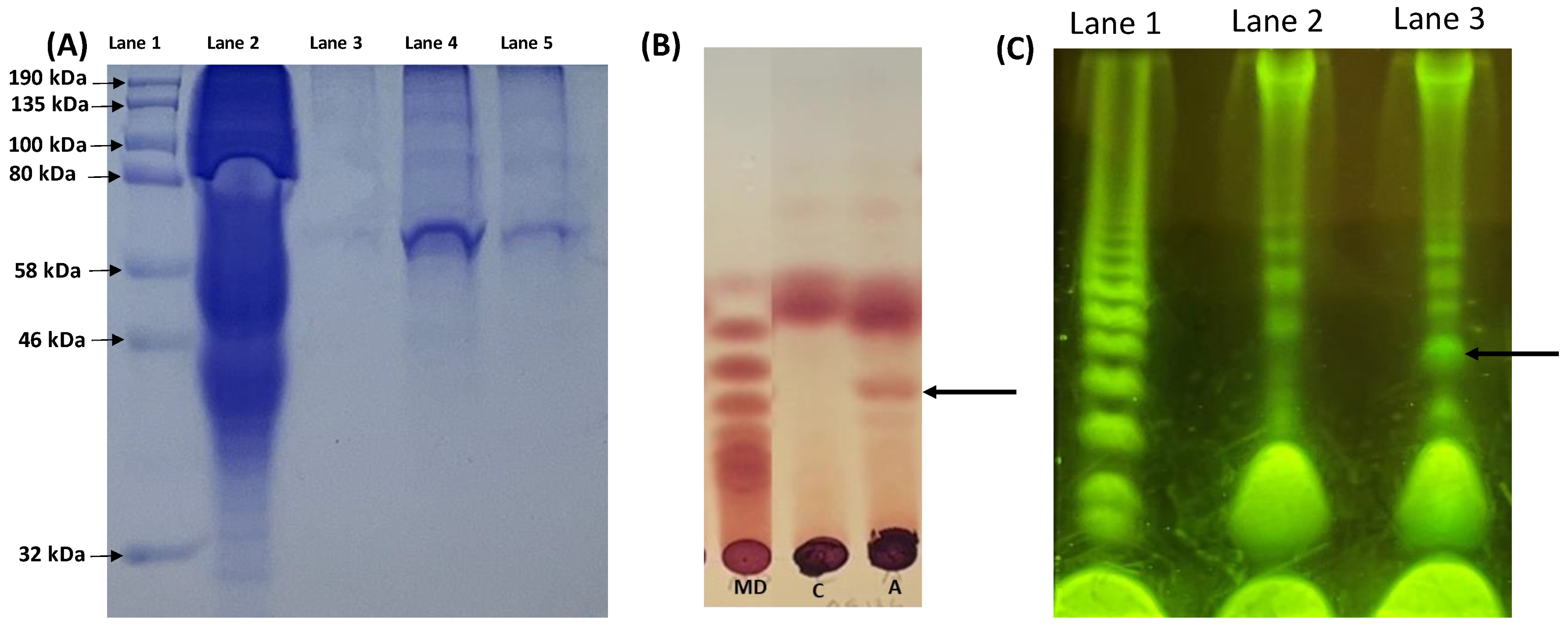 Microorganisms 12 01509 g002
