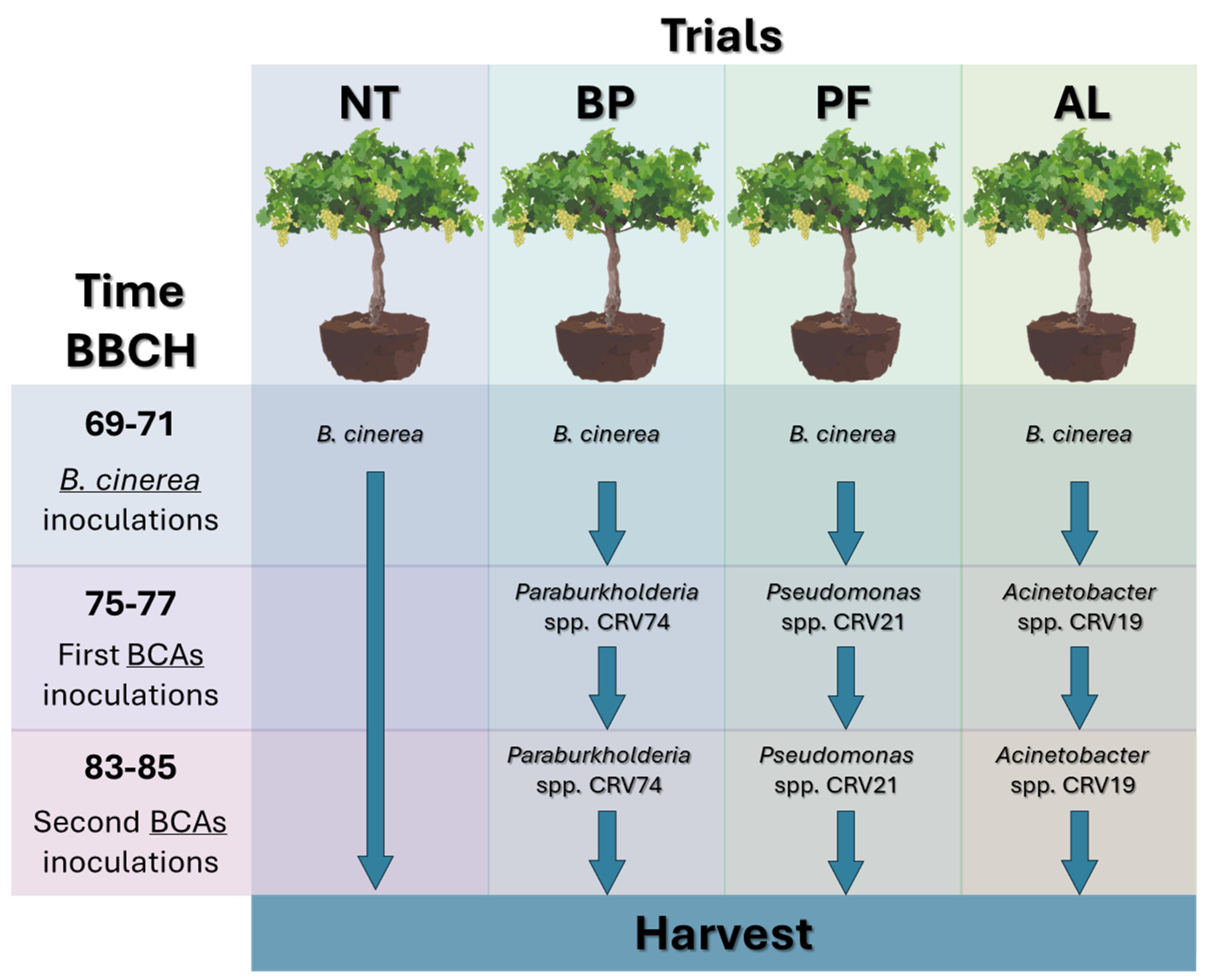 Microorganisms 12 01515 g001