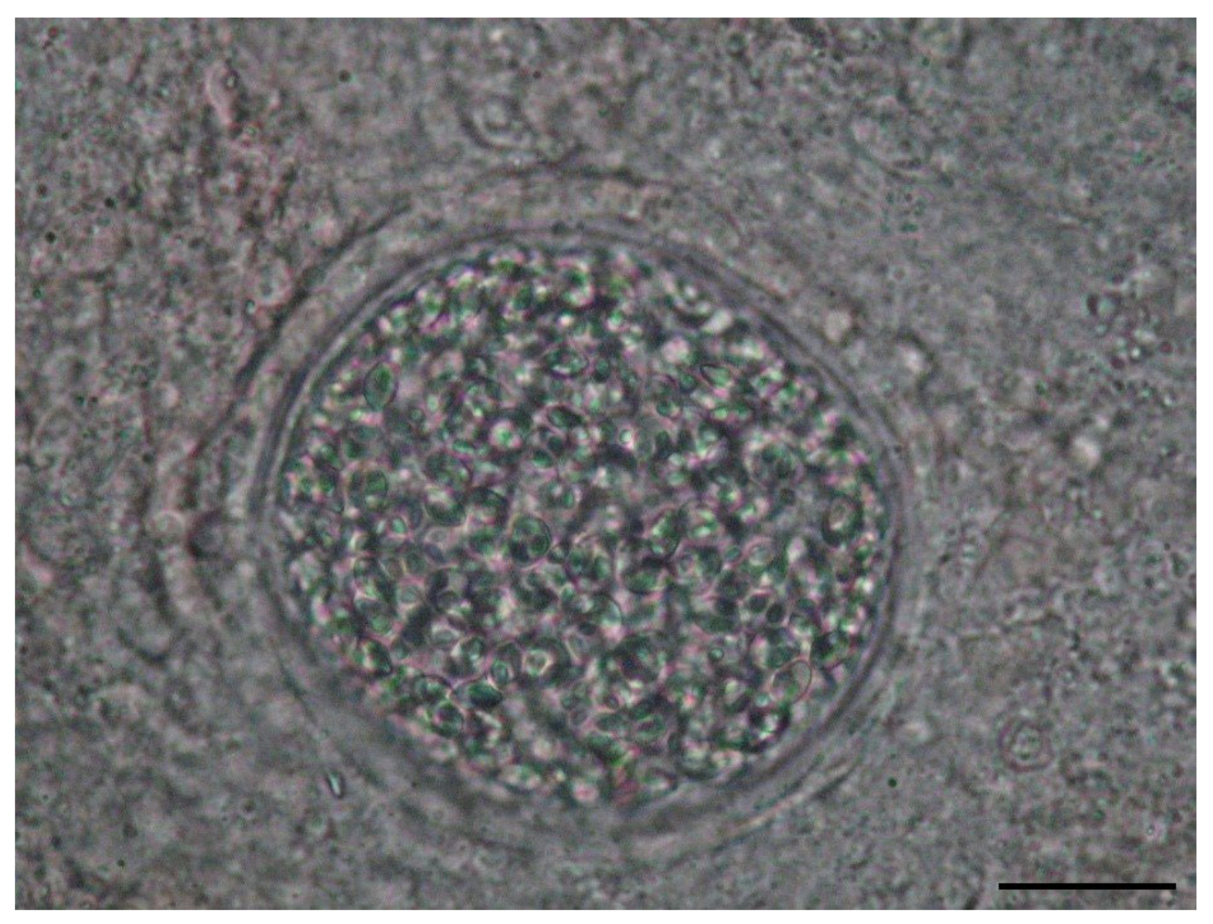 Microorganisms 12 01519 g004 Microorganisms 12 01519 g004