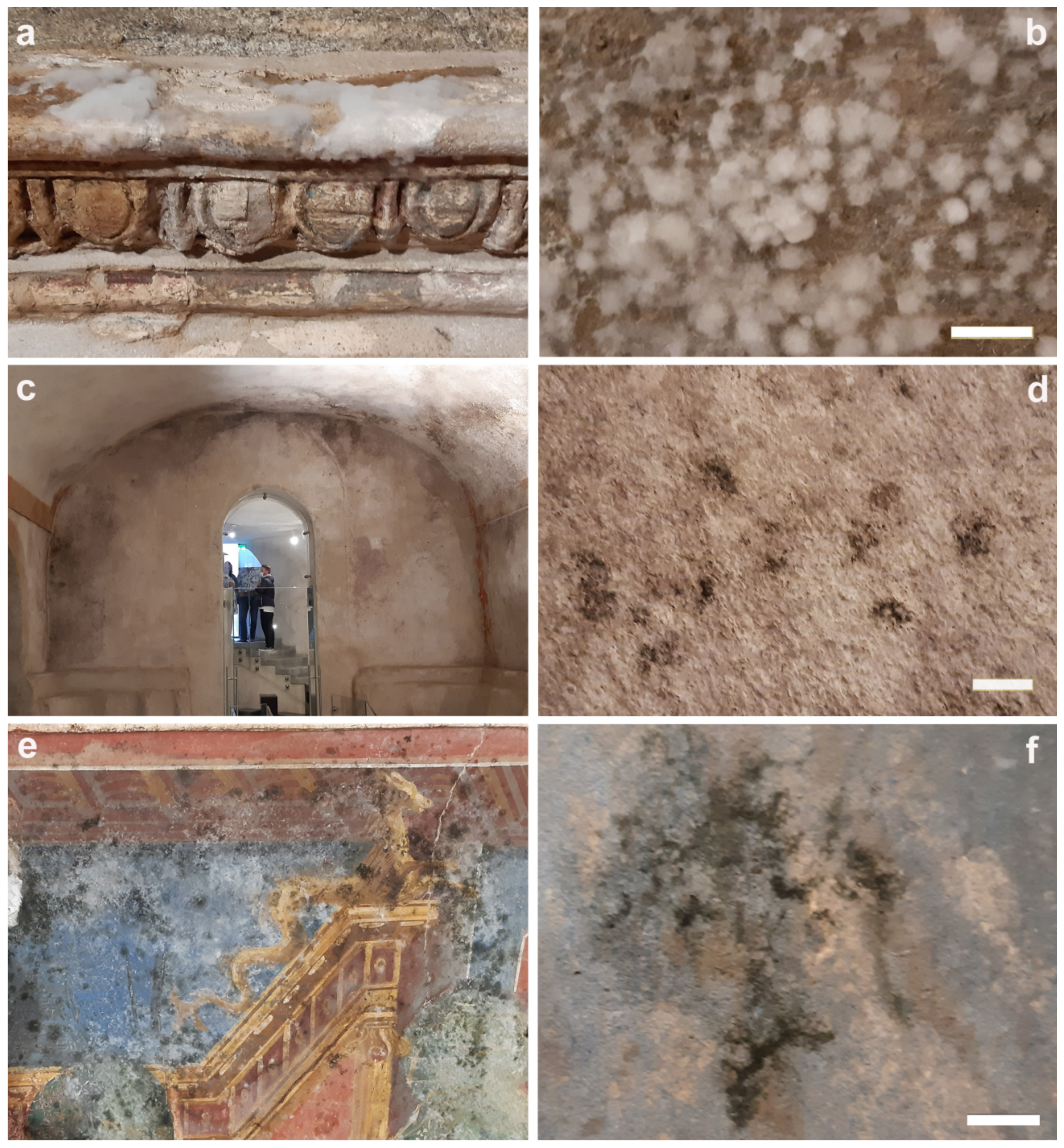 Microorganisms 12 01520 g001