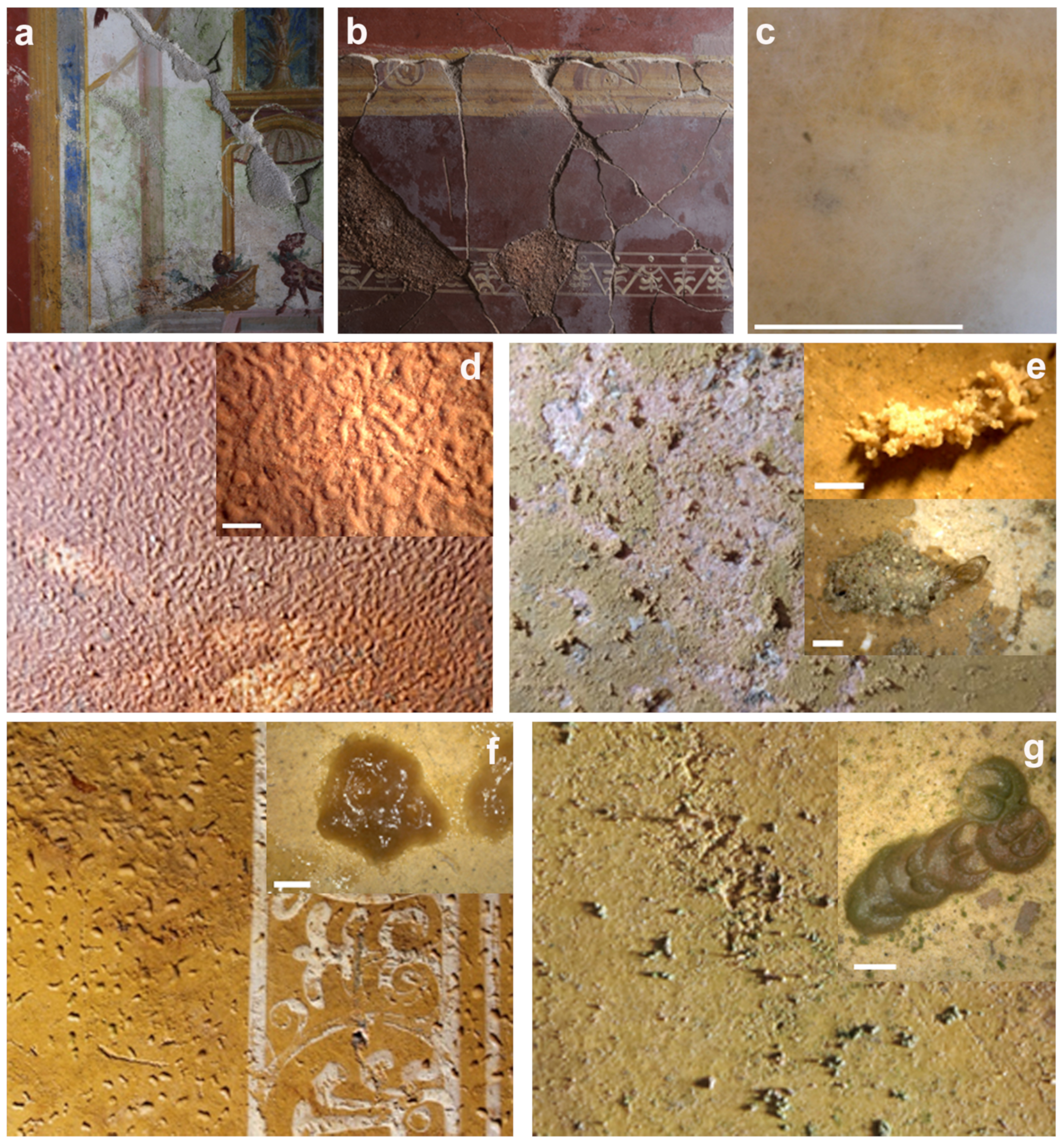 Microorganisms 12 01520 g002