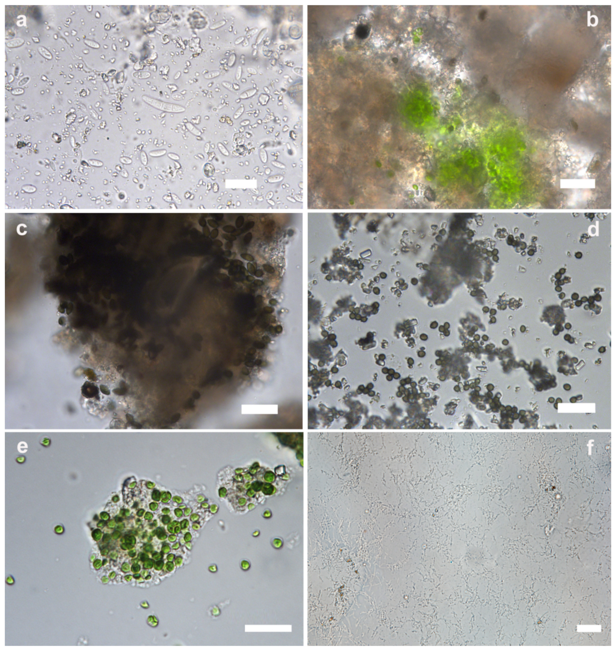 Microorganisms 12 01520 g005