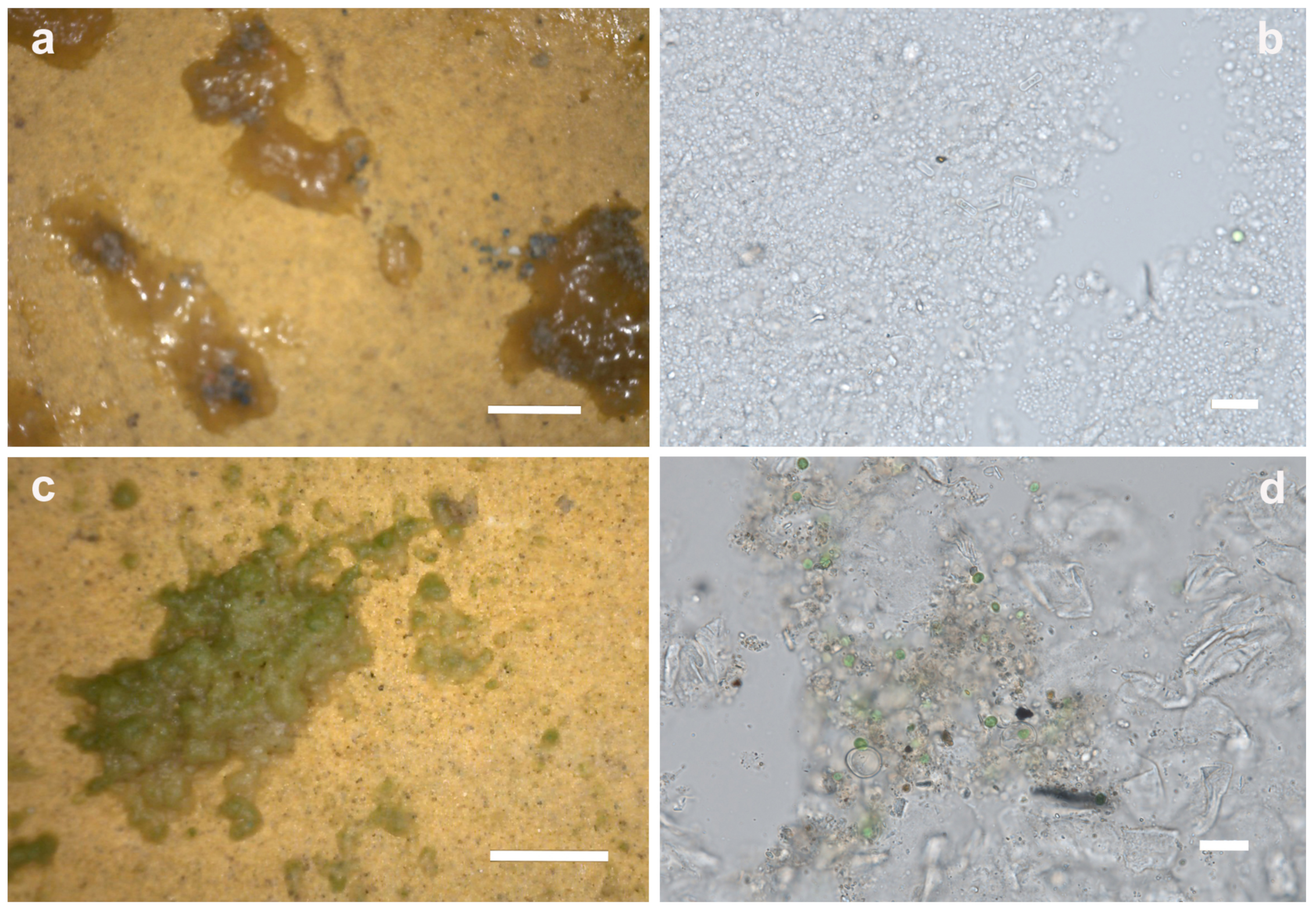 Microorganisms 12 01520 g006