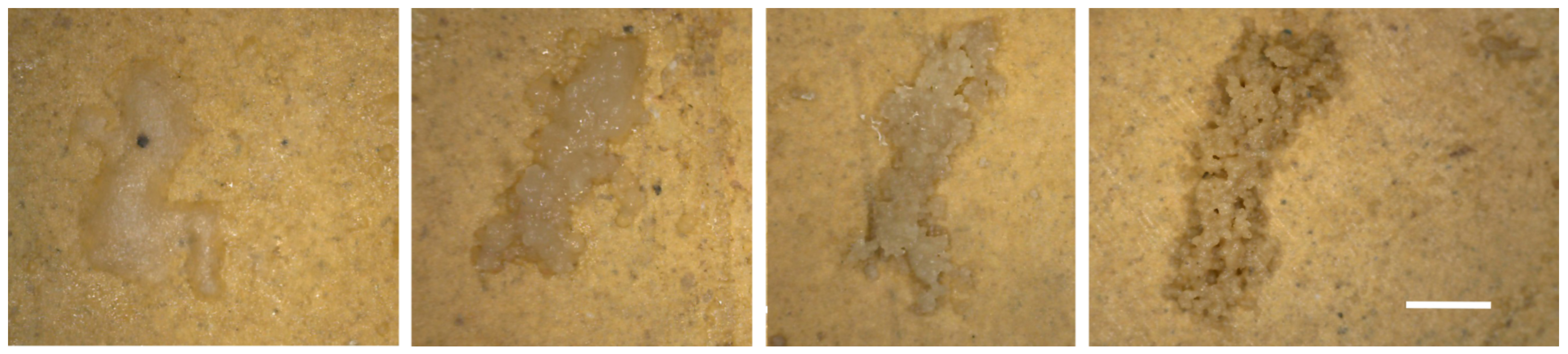 Microorganisms 12 01520 g009