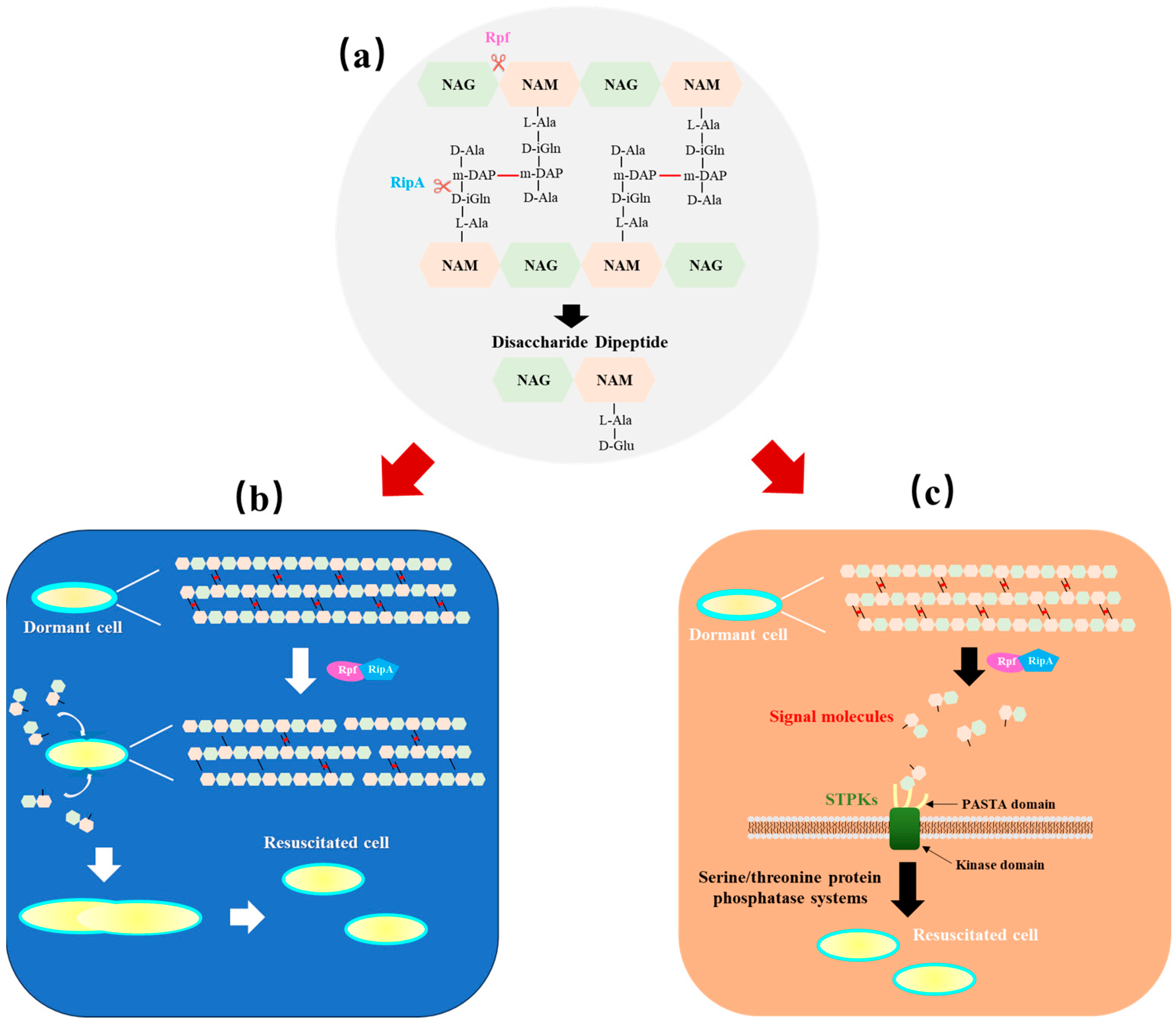 Microorganisms 12 01528 g002 Microorganisms 12 01528 g002