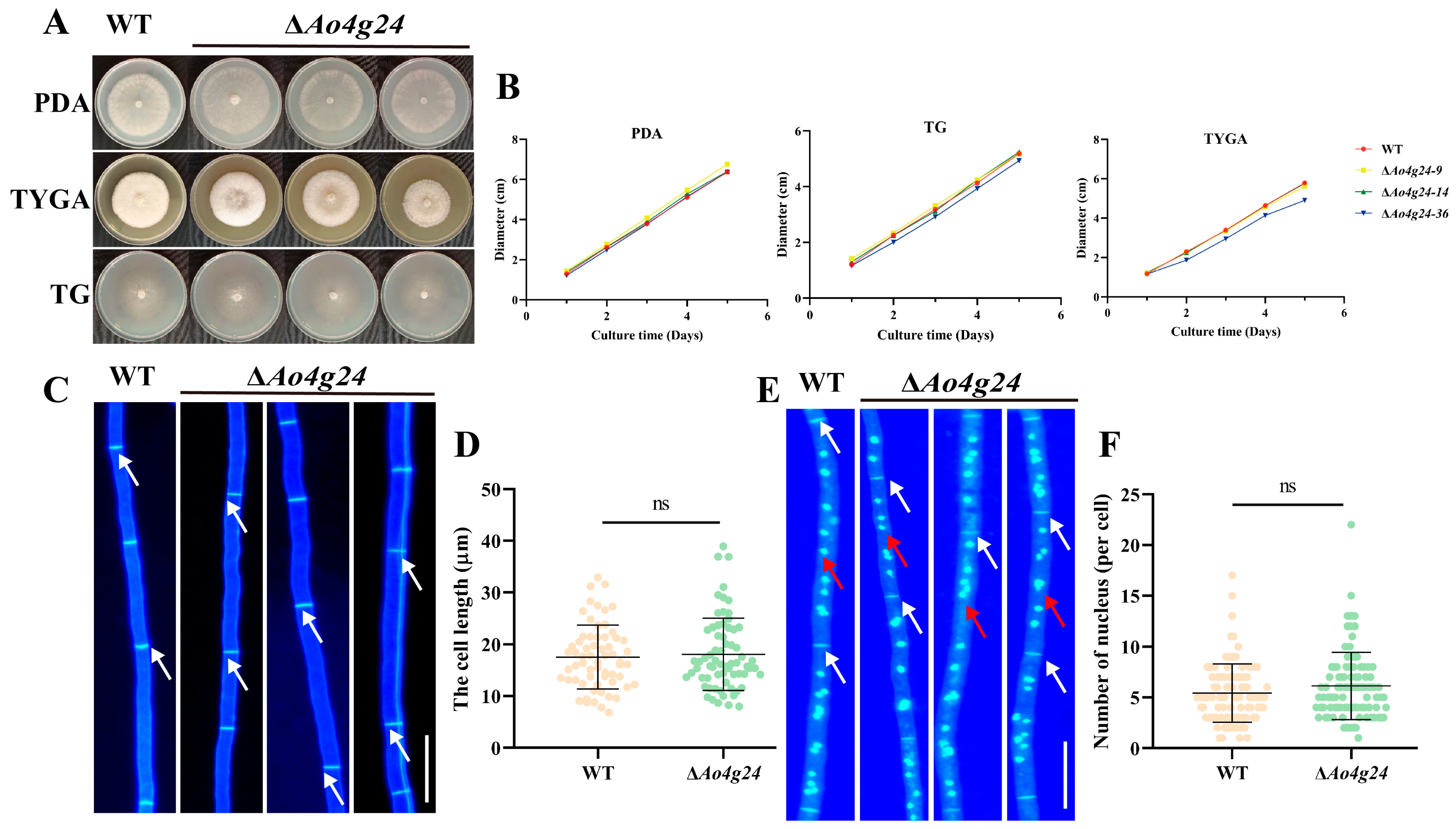 Microorganisms 12 01532 g002