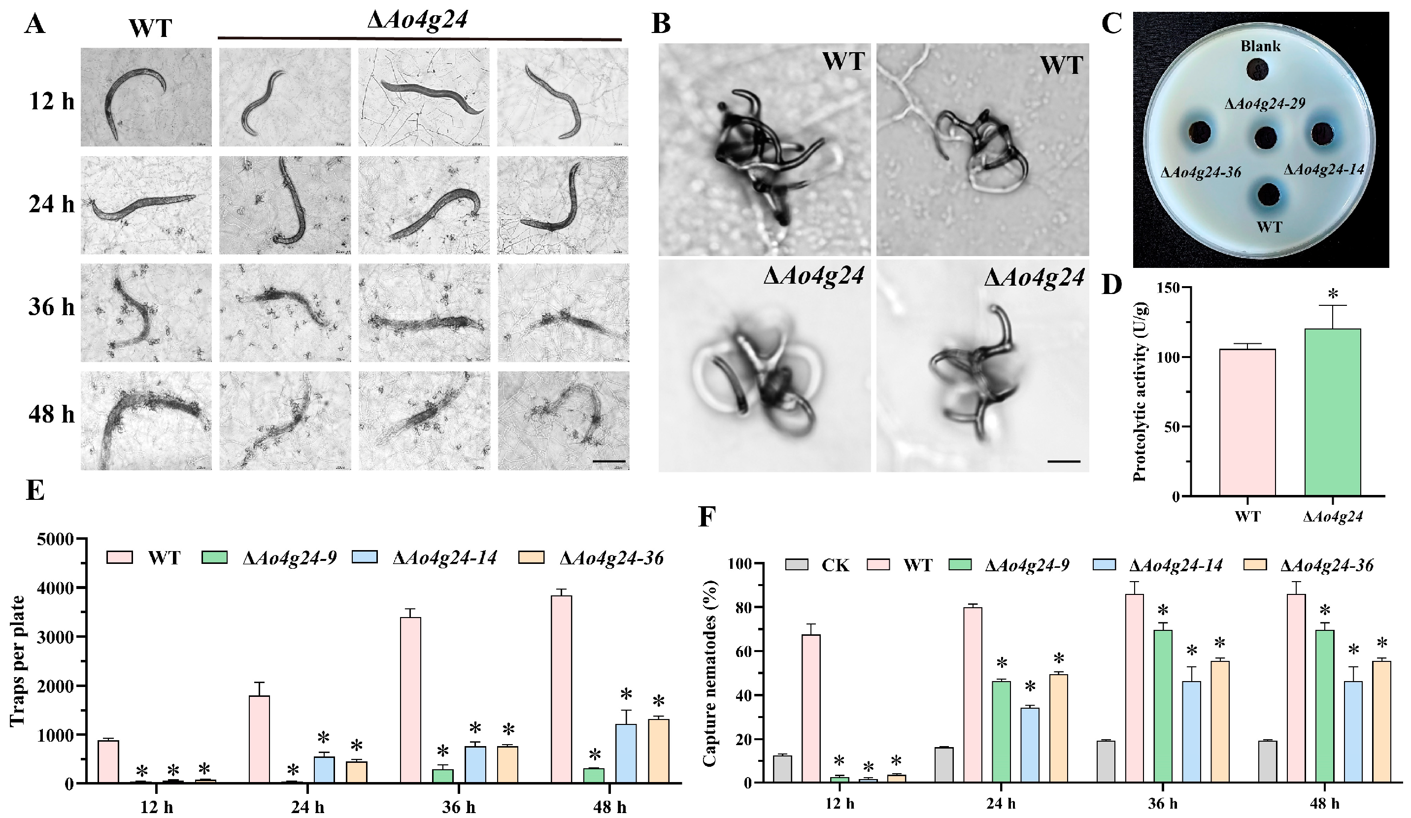 Microorganisms 12 01532 g004