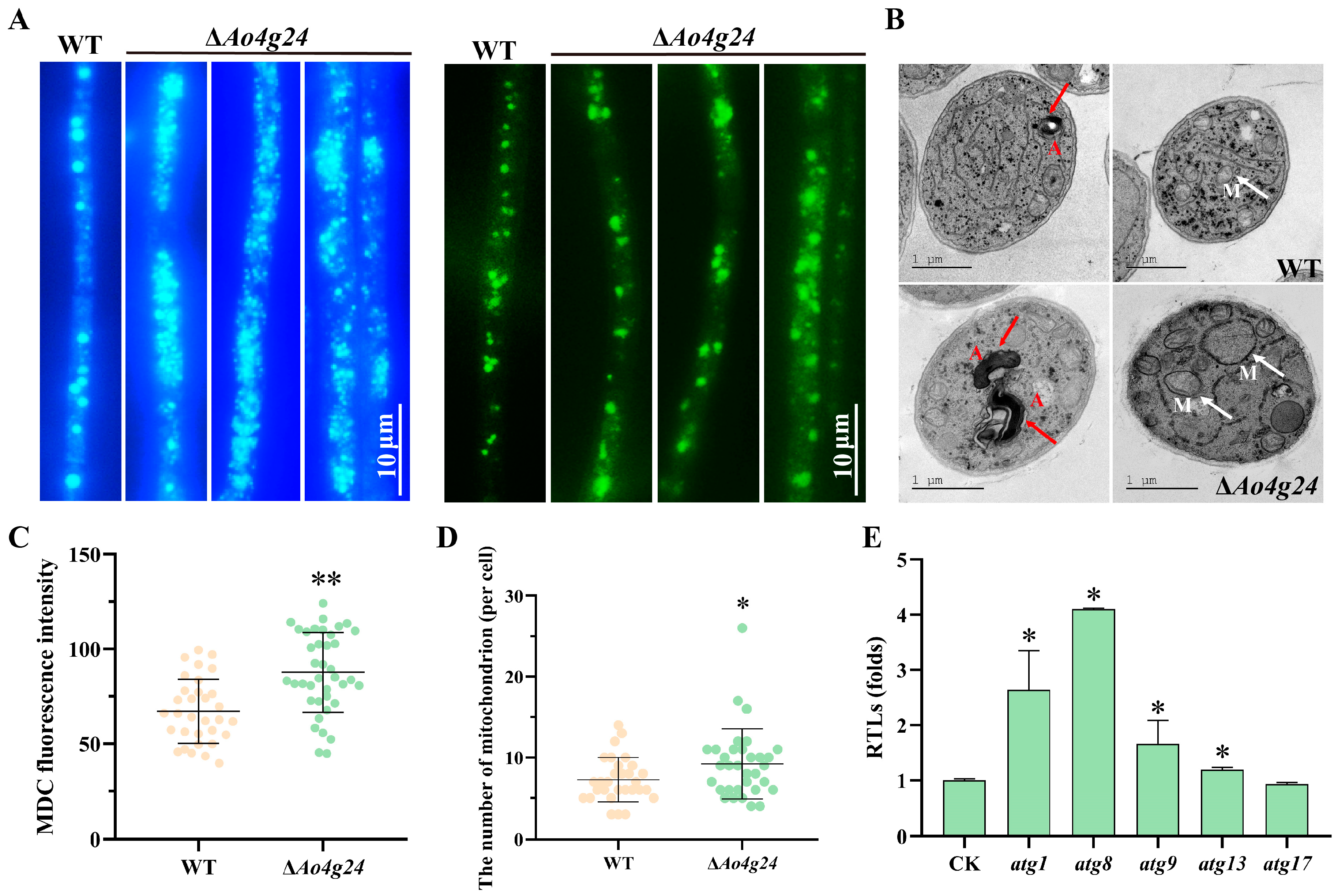Microorganisms 12 01532 g005