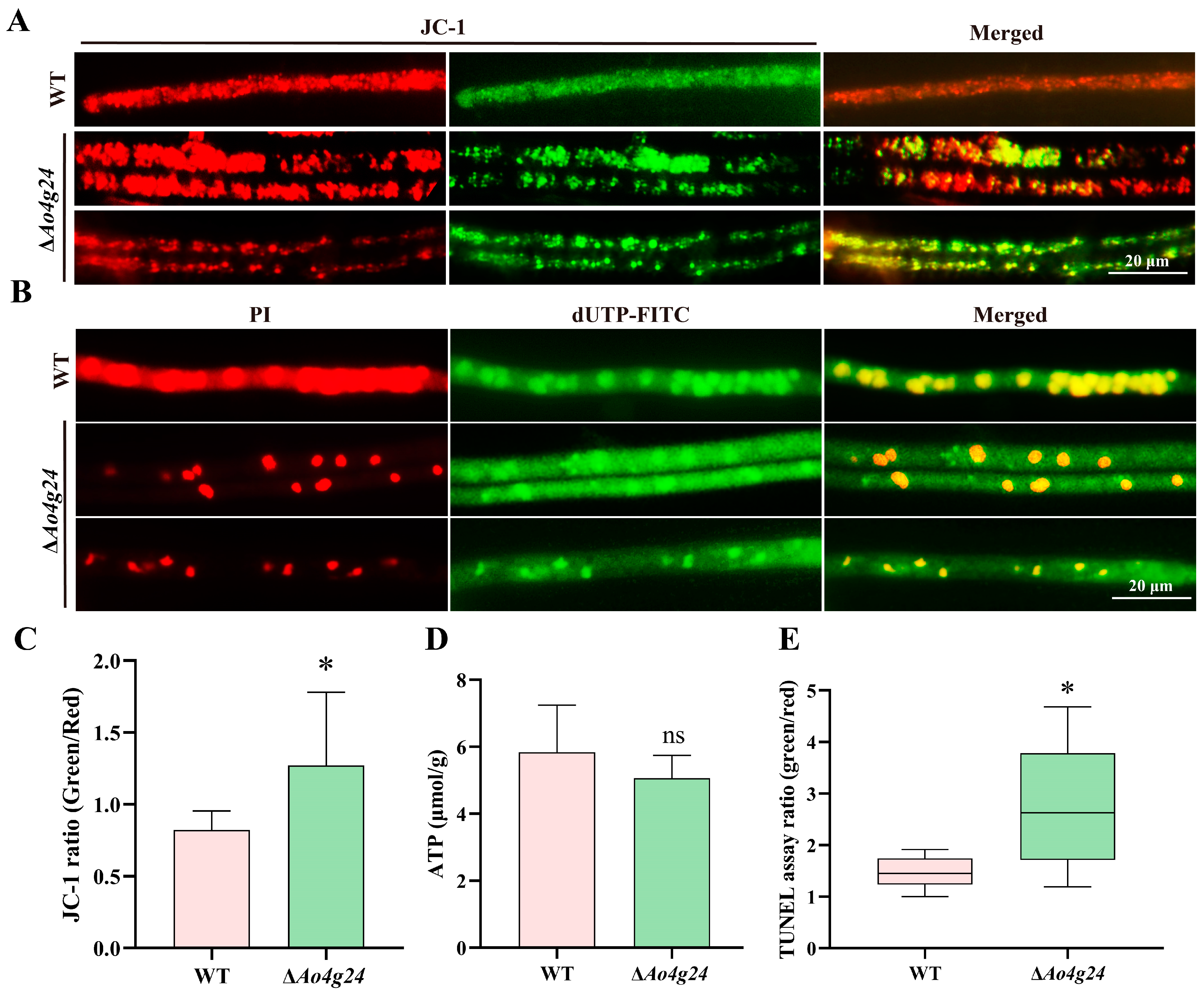 Microorganisms 12 01532 g006