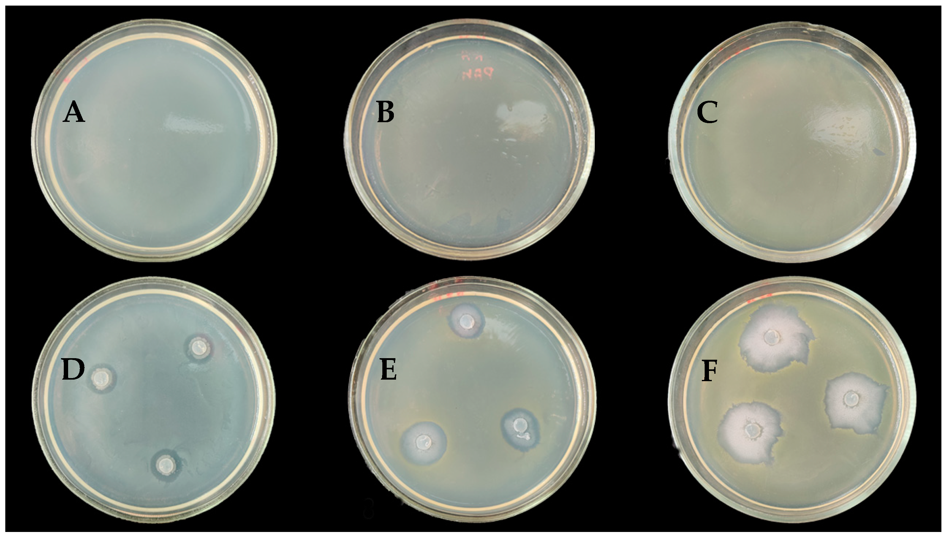 Microorganisms 12 01533 g001