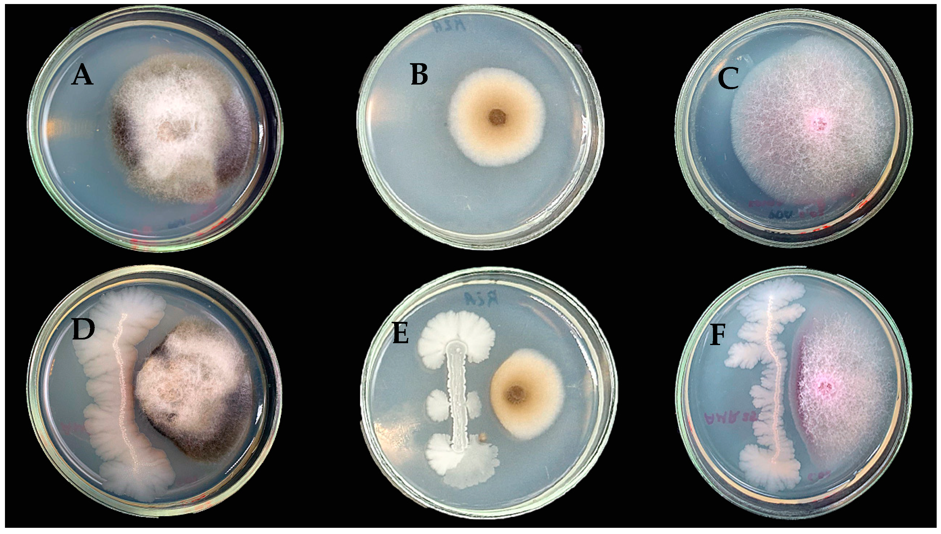Microorganisms 12 01533 g002