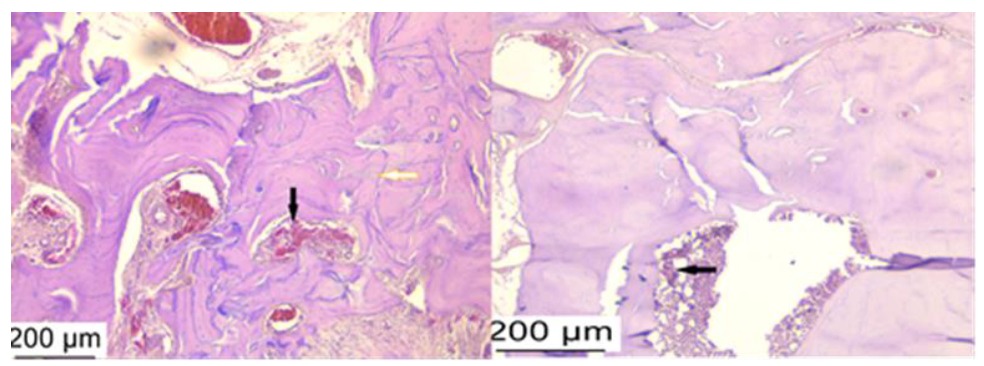 Microorganisms 12 01537 g007