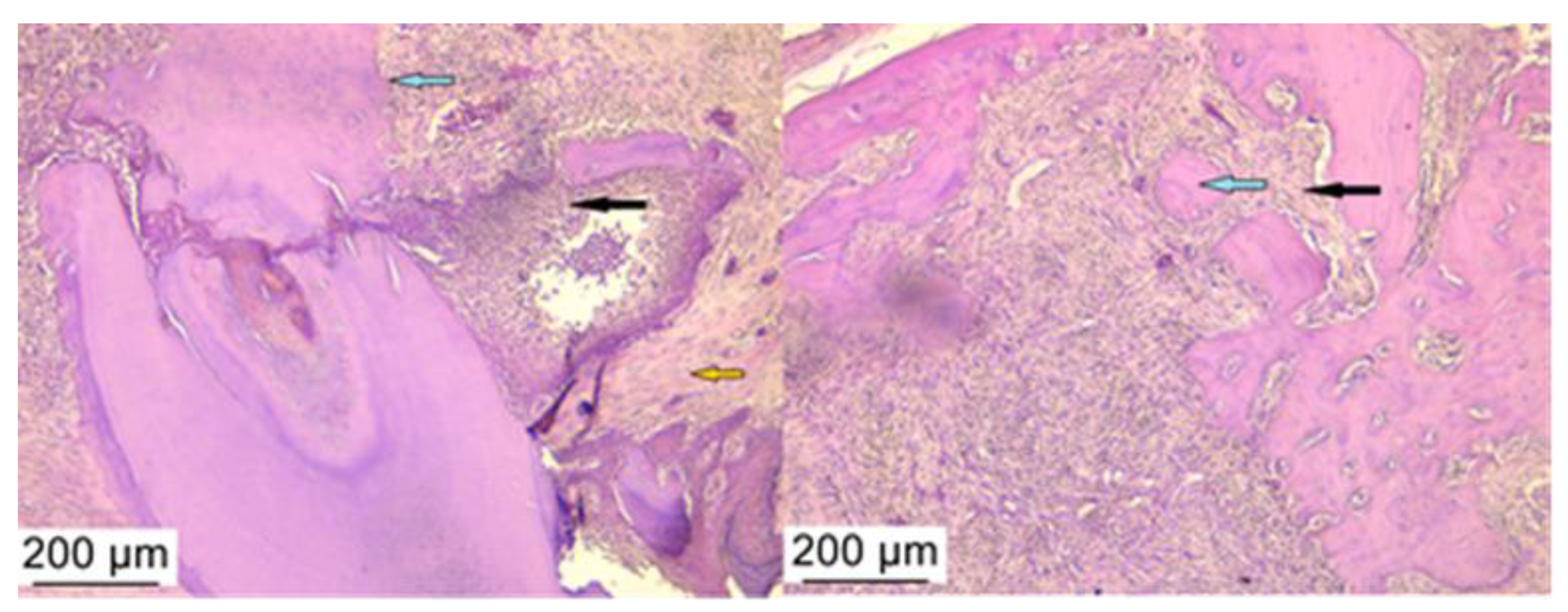 Microorganisms 12 01537 g008