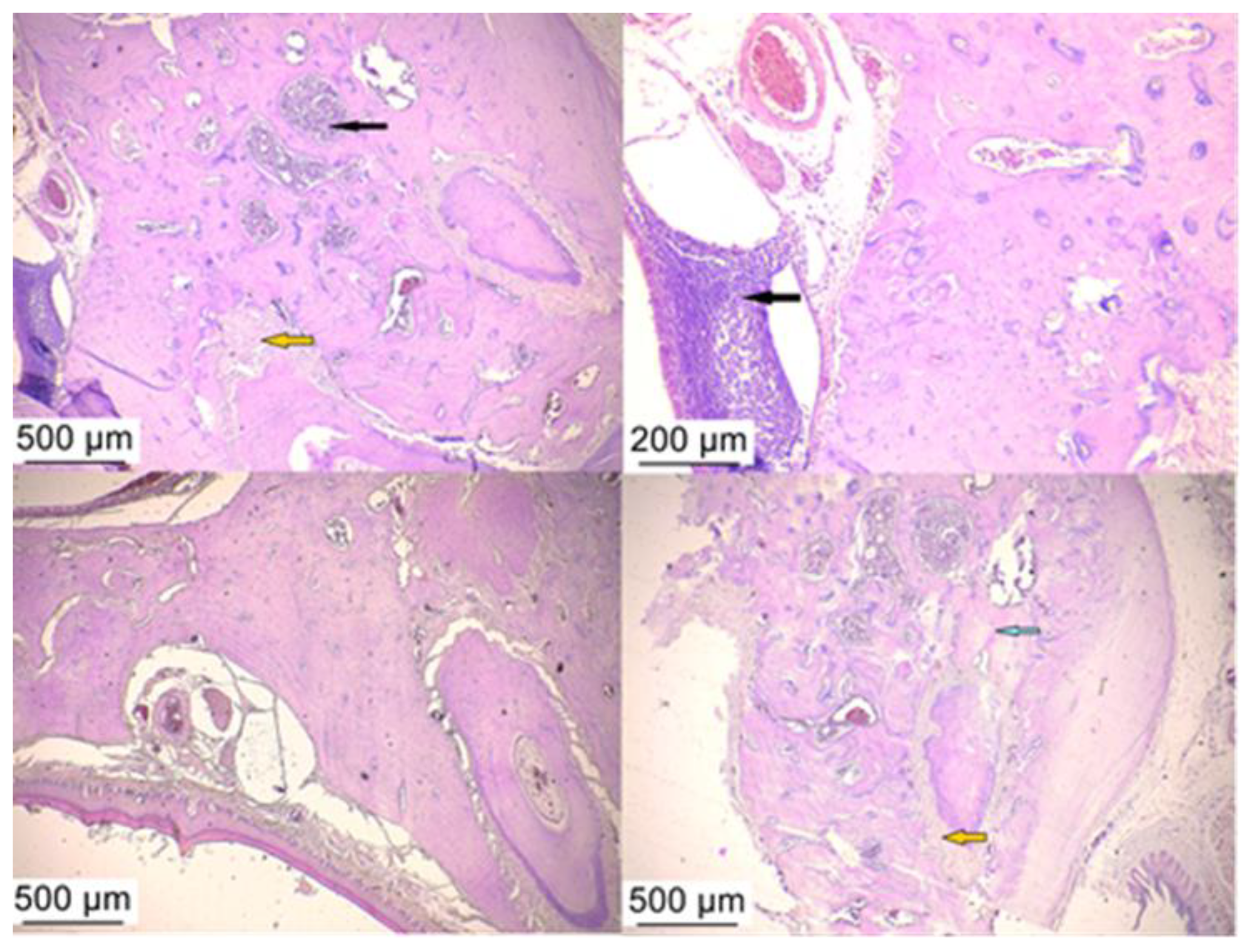 Microorganisms 12 01537 g009