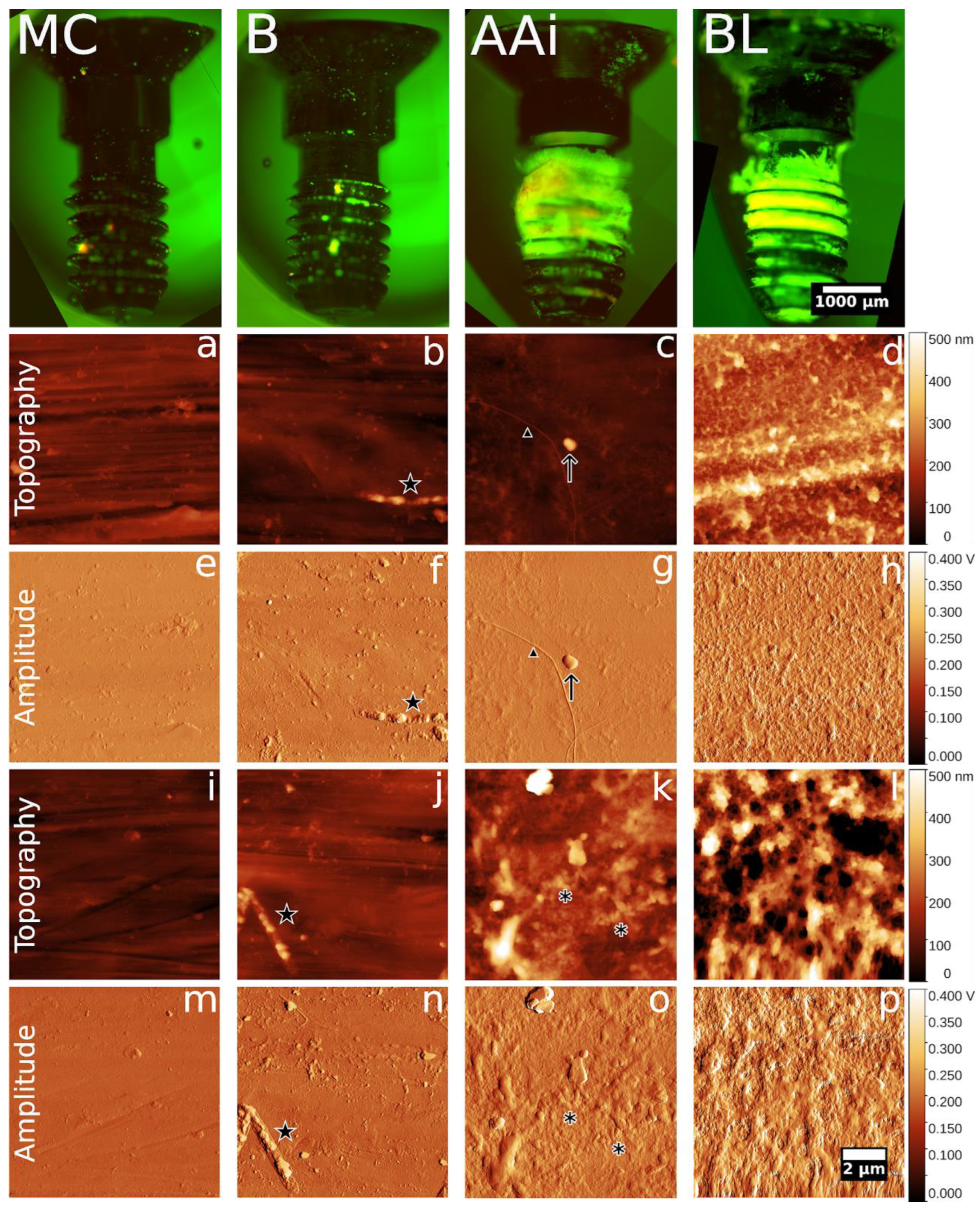 Microorganisms 12 01537 g010