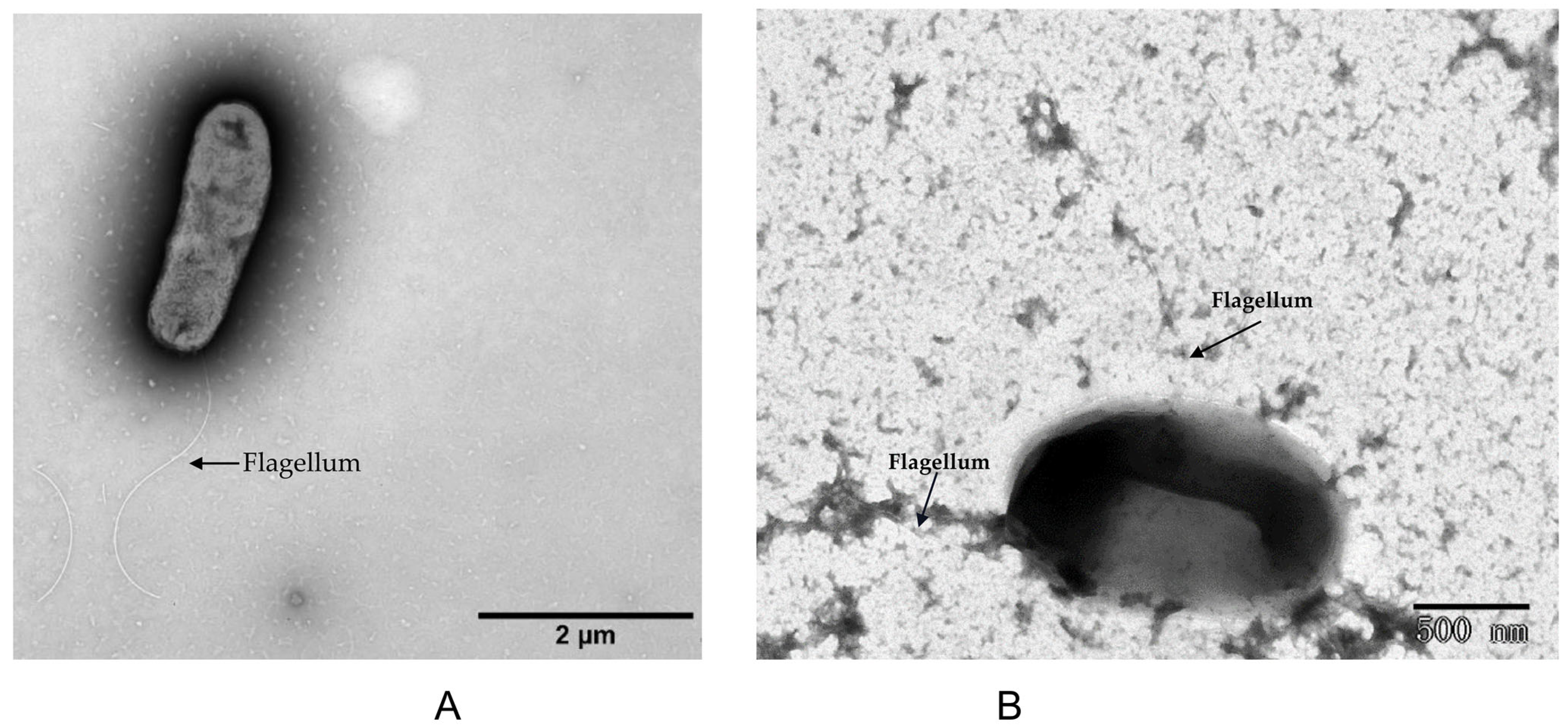 Microorganisms 12 01558 g006