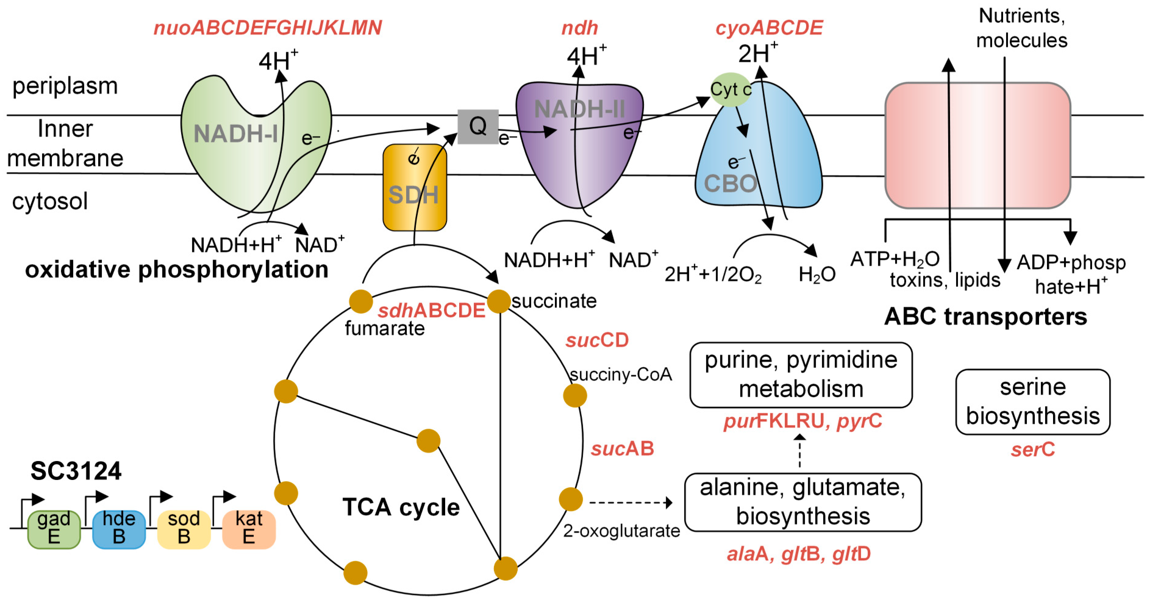 Microorganisms 12 01565 g006