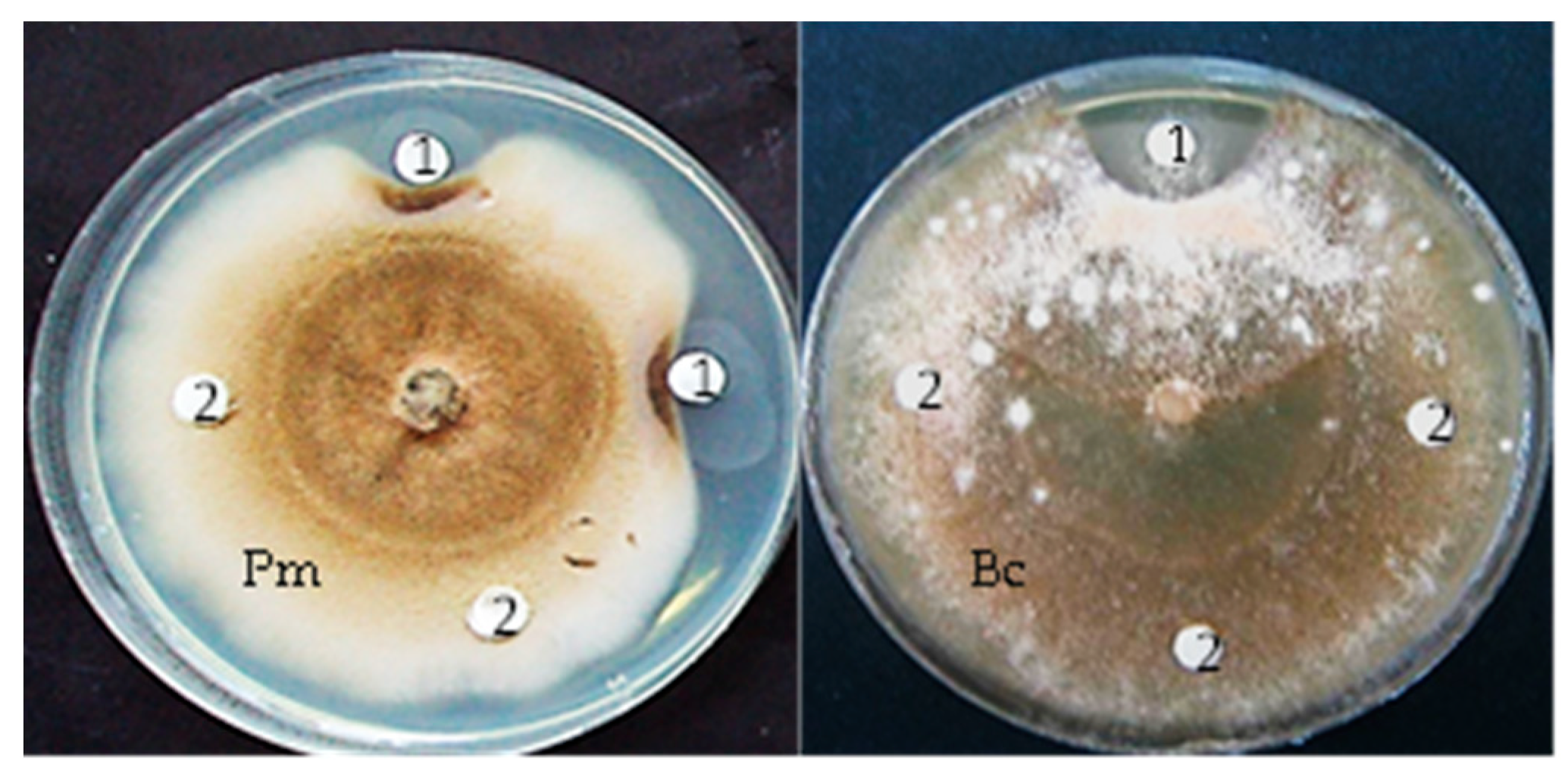 Microorganisms 12 01580 g005