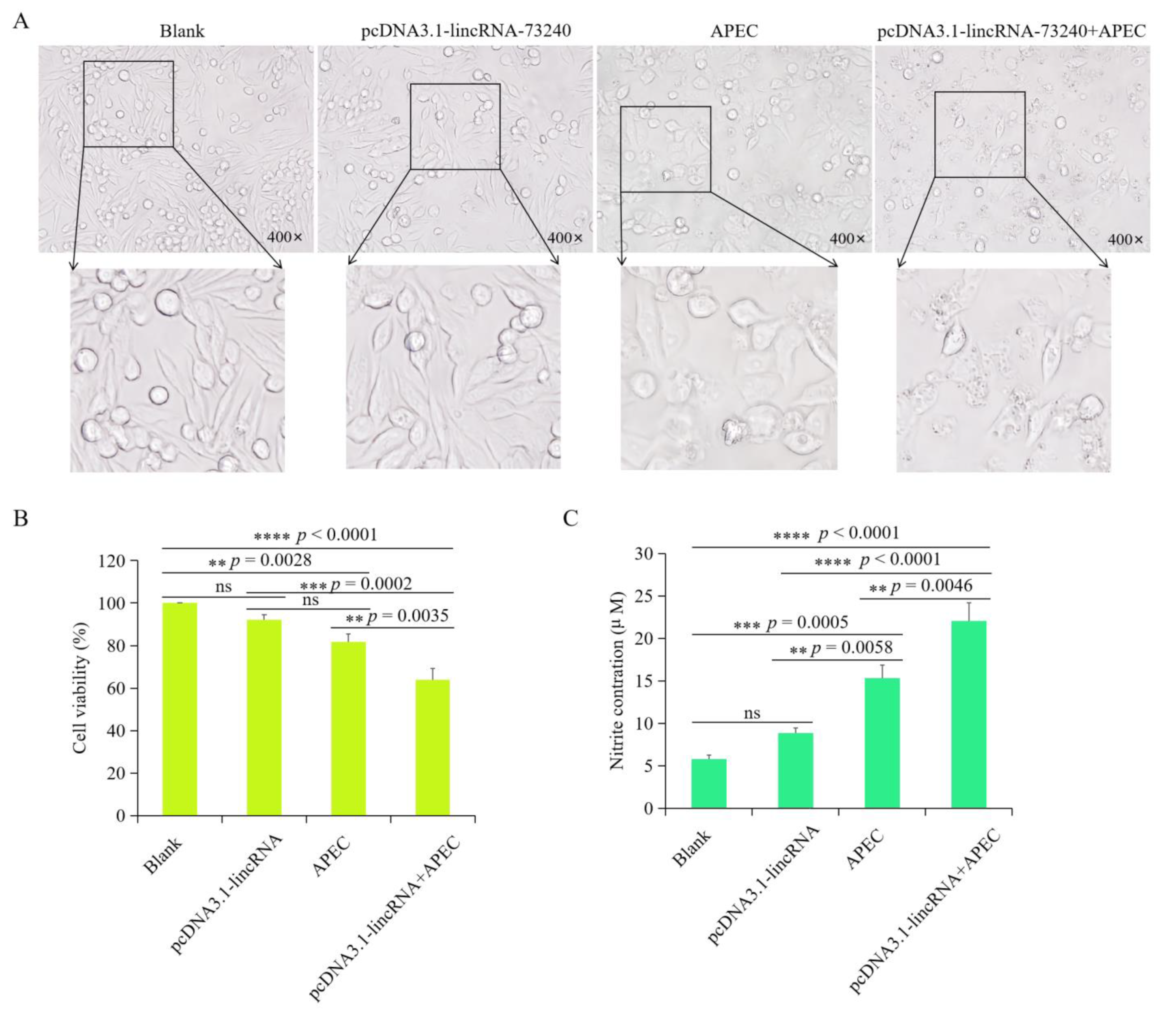 Microorganisms 12 01594 g008