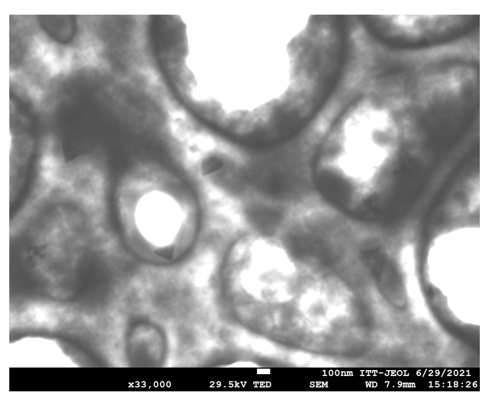 Microorganisms 12 01605 g003