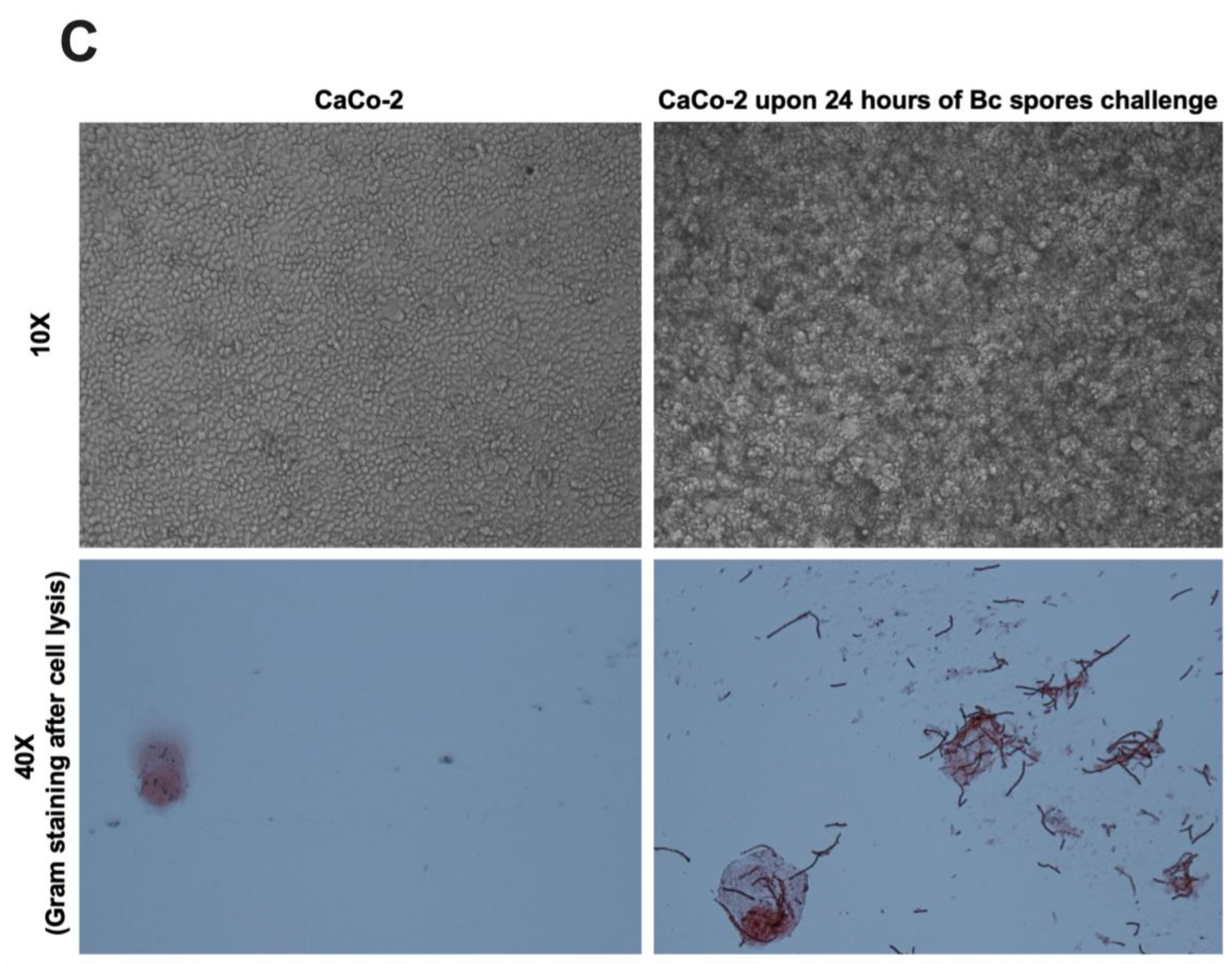 Microorganisms 12 01634 g005b